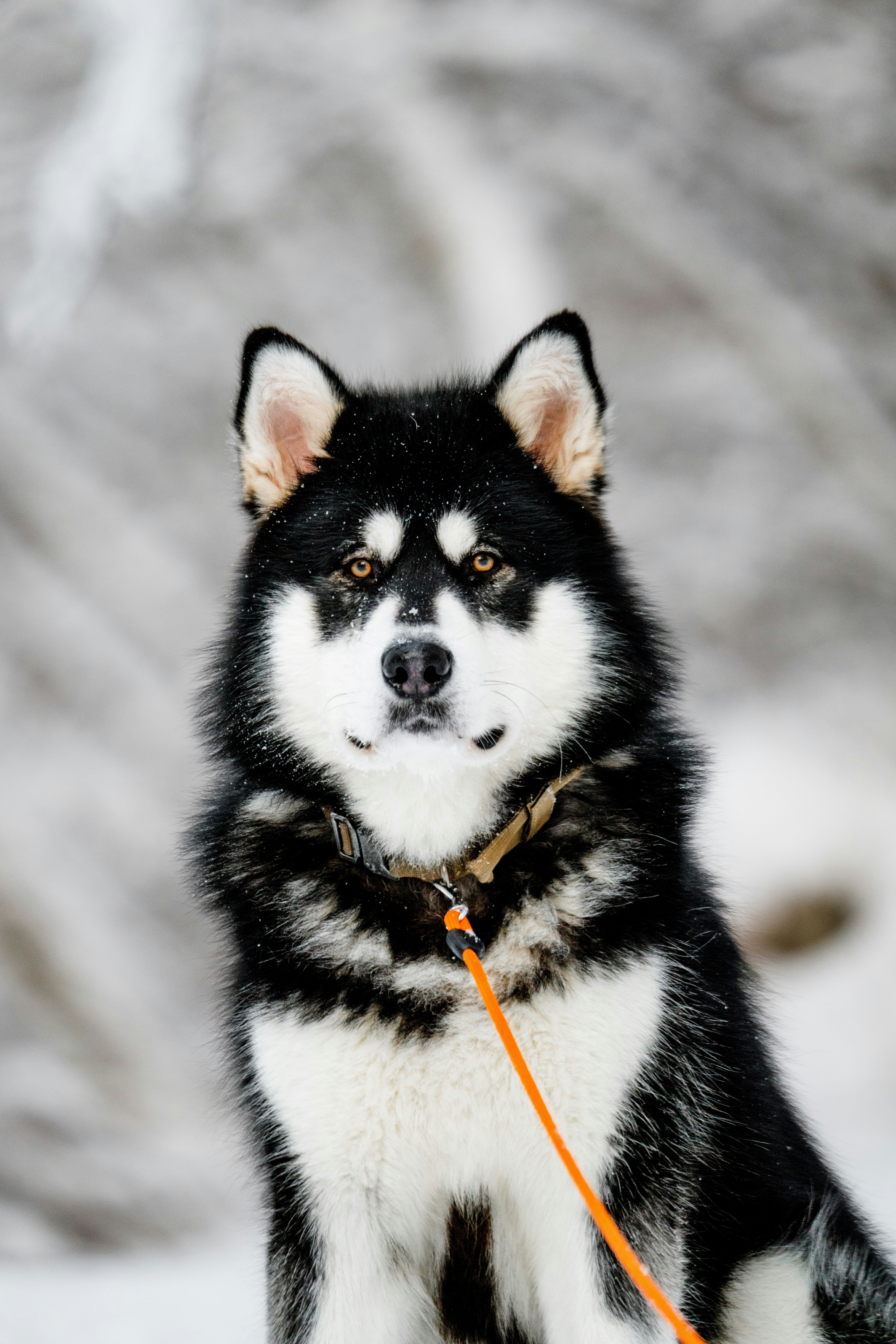 Alaskan Malamute - breed guide and care tips