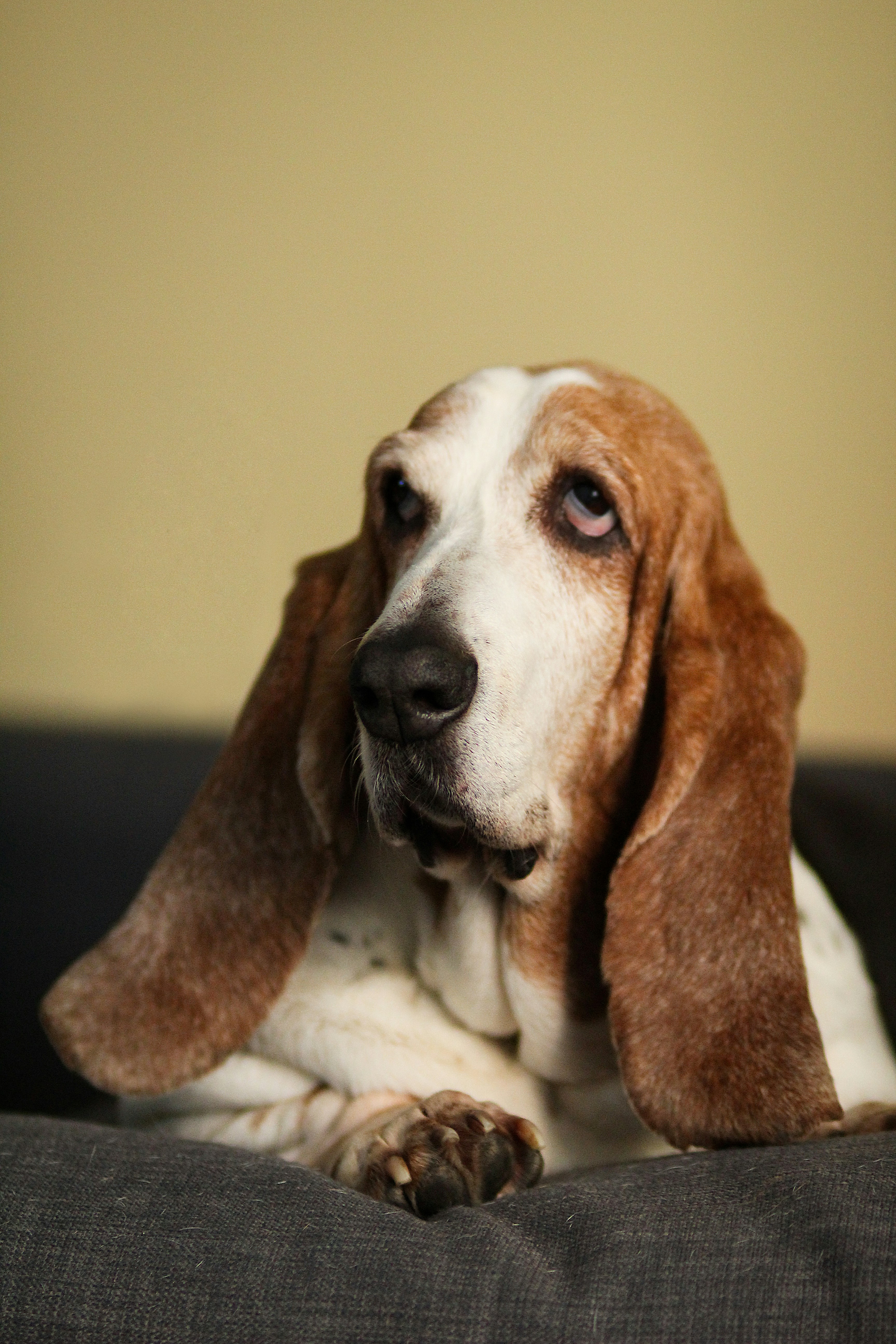 Basset Hound - breed guide and care tips