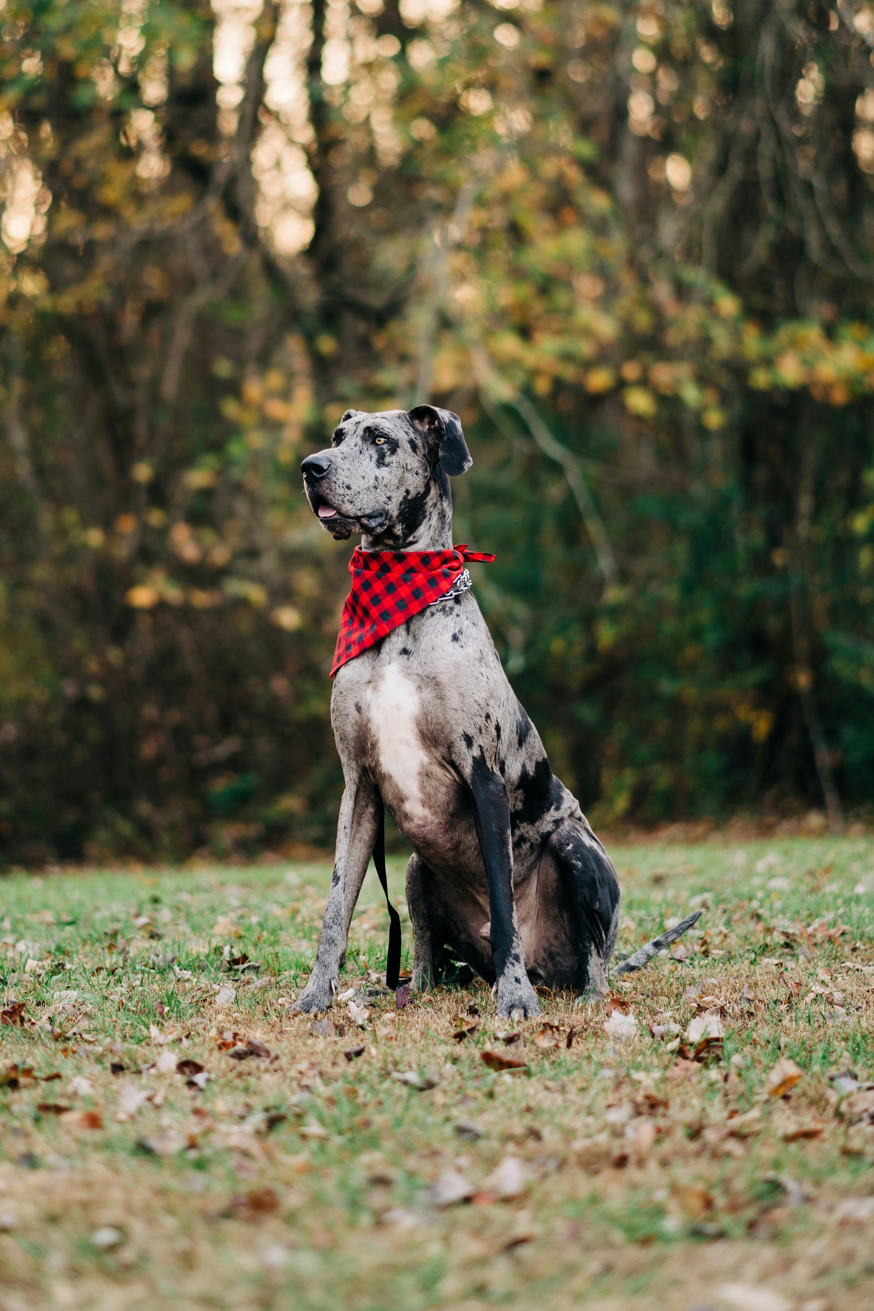 Best Dog Bed for Great Danes in 2026: XL Orthopedic Picks