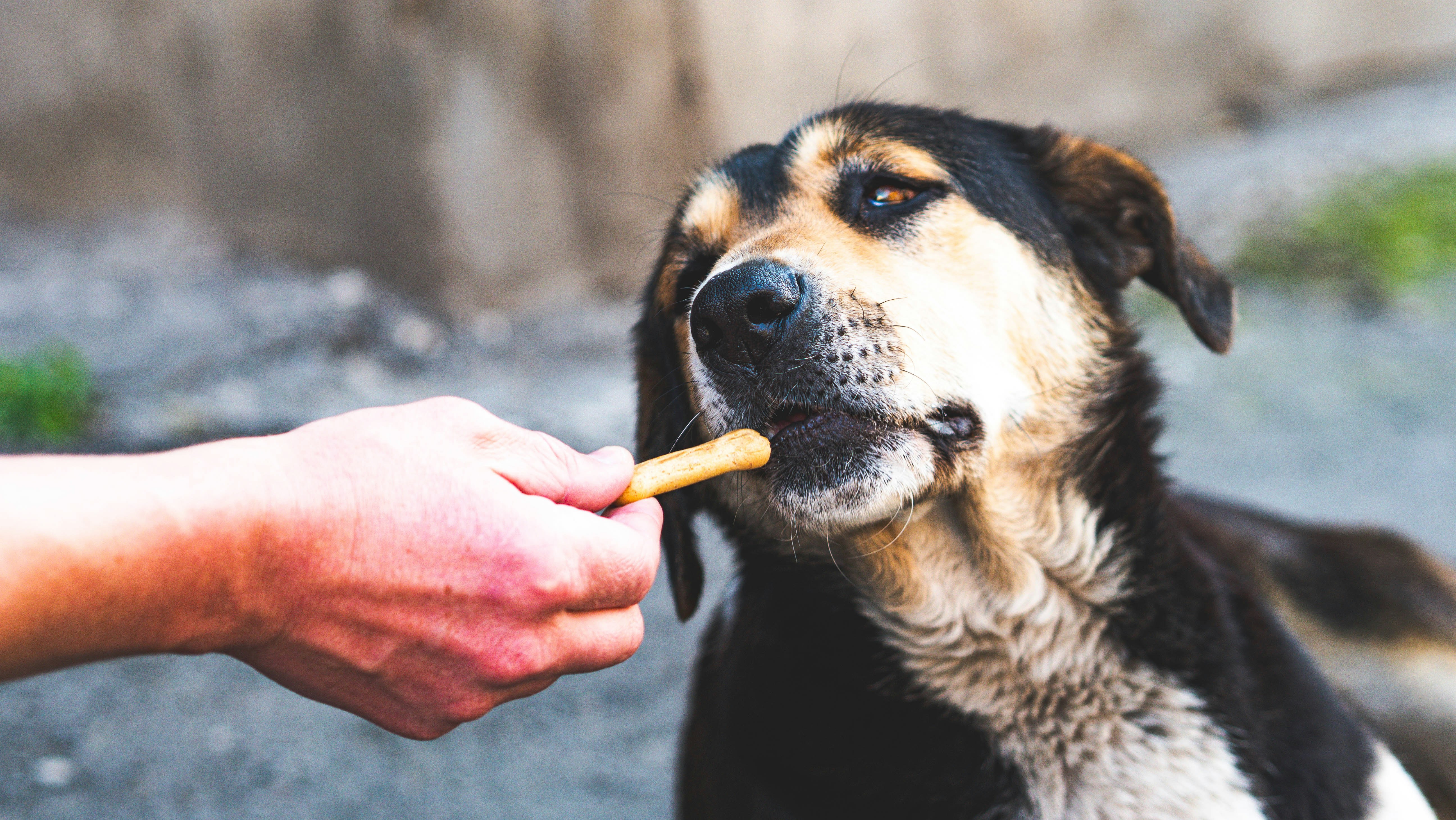 Best Calming Treats for Dogs with Anxiety (2026)