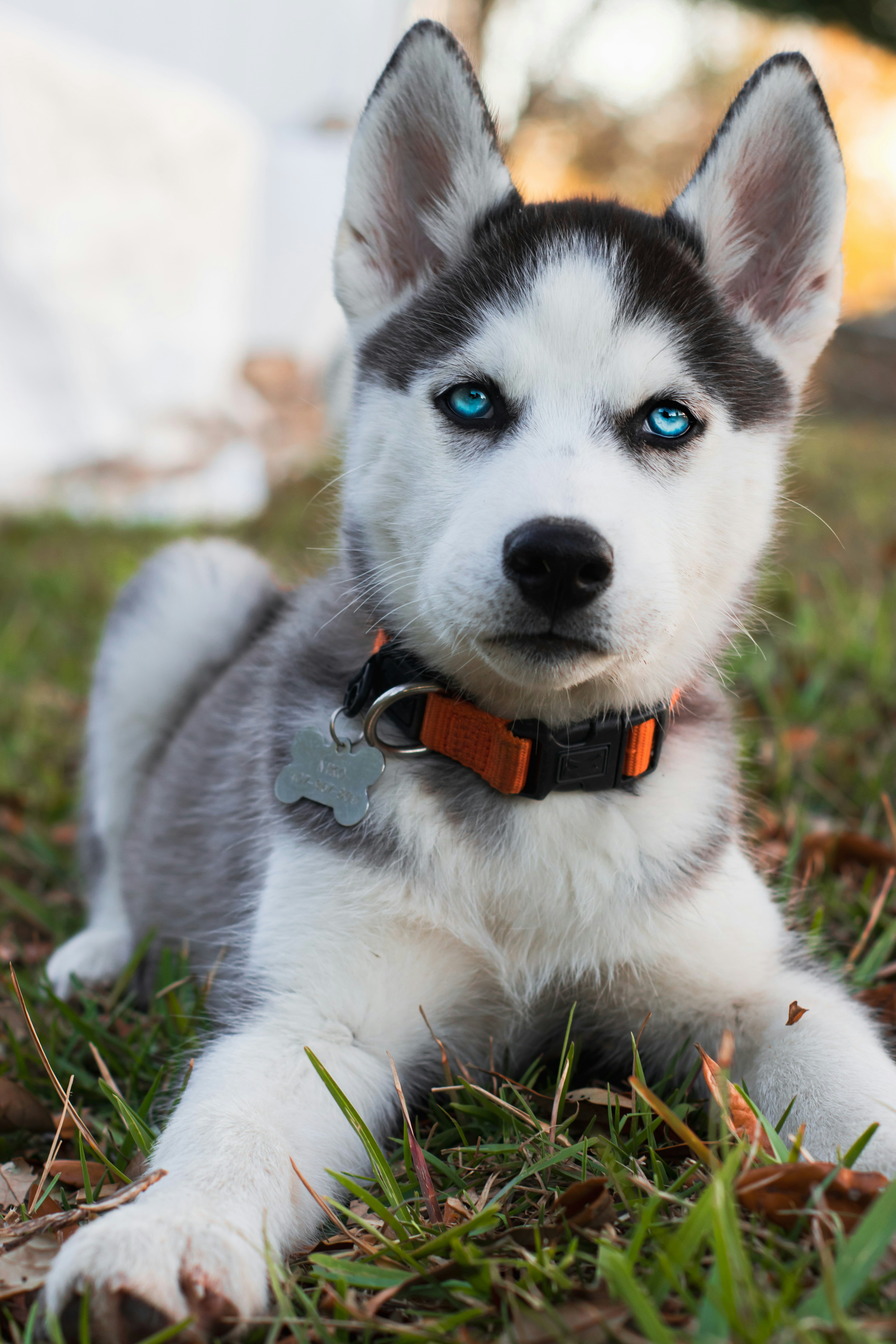 Best Crate for Husky Puppies in 2026: Escape-Proof Picks