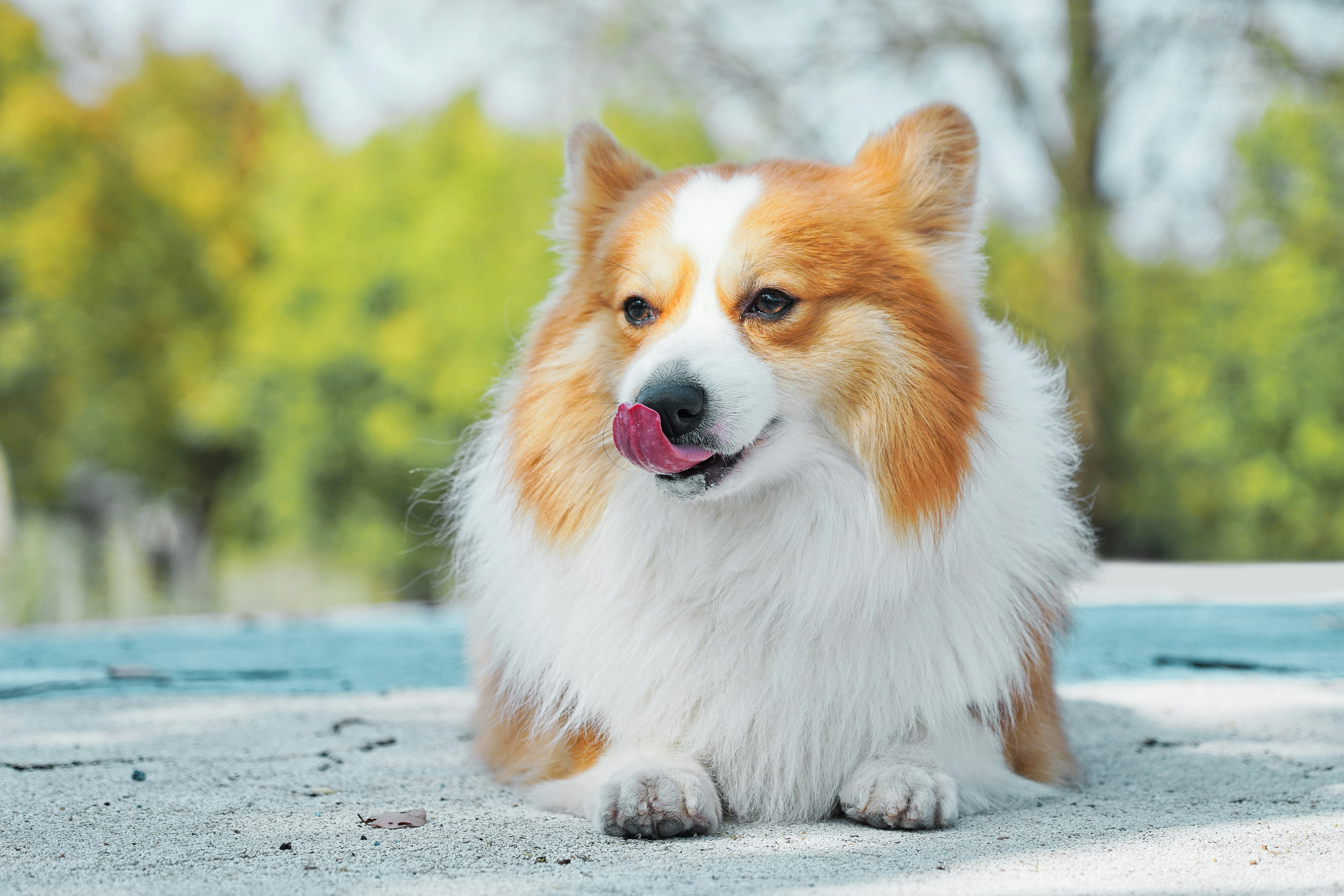 Best Dog Bed for Corgis in 2026: Orthopedic, Cooling & Cozy