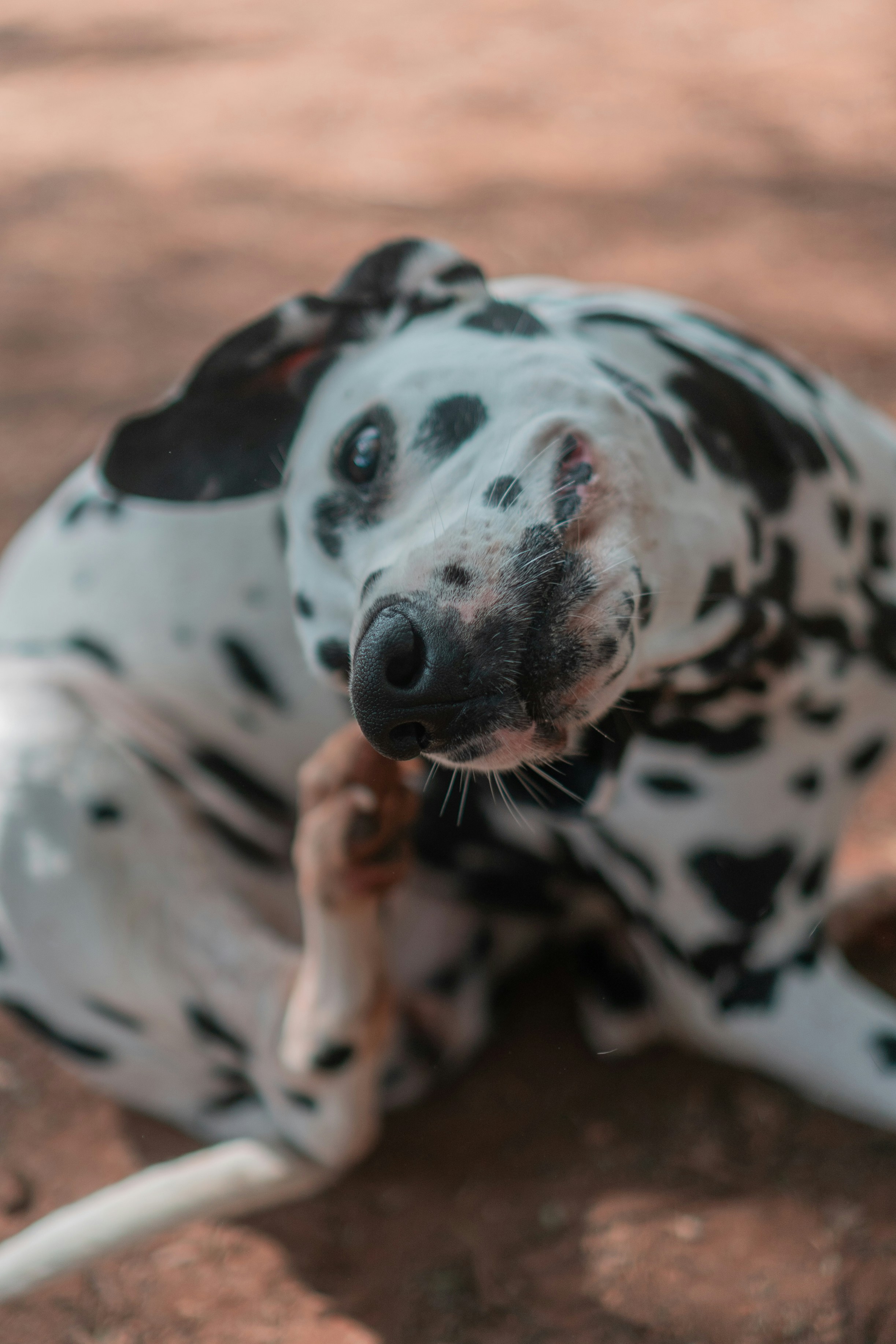 Best Dog Food for Allergies (2026): Limited-Ingredient and Novel-Protein Picks