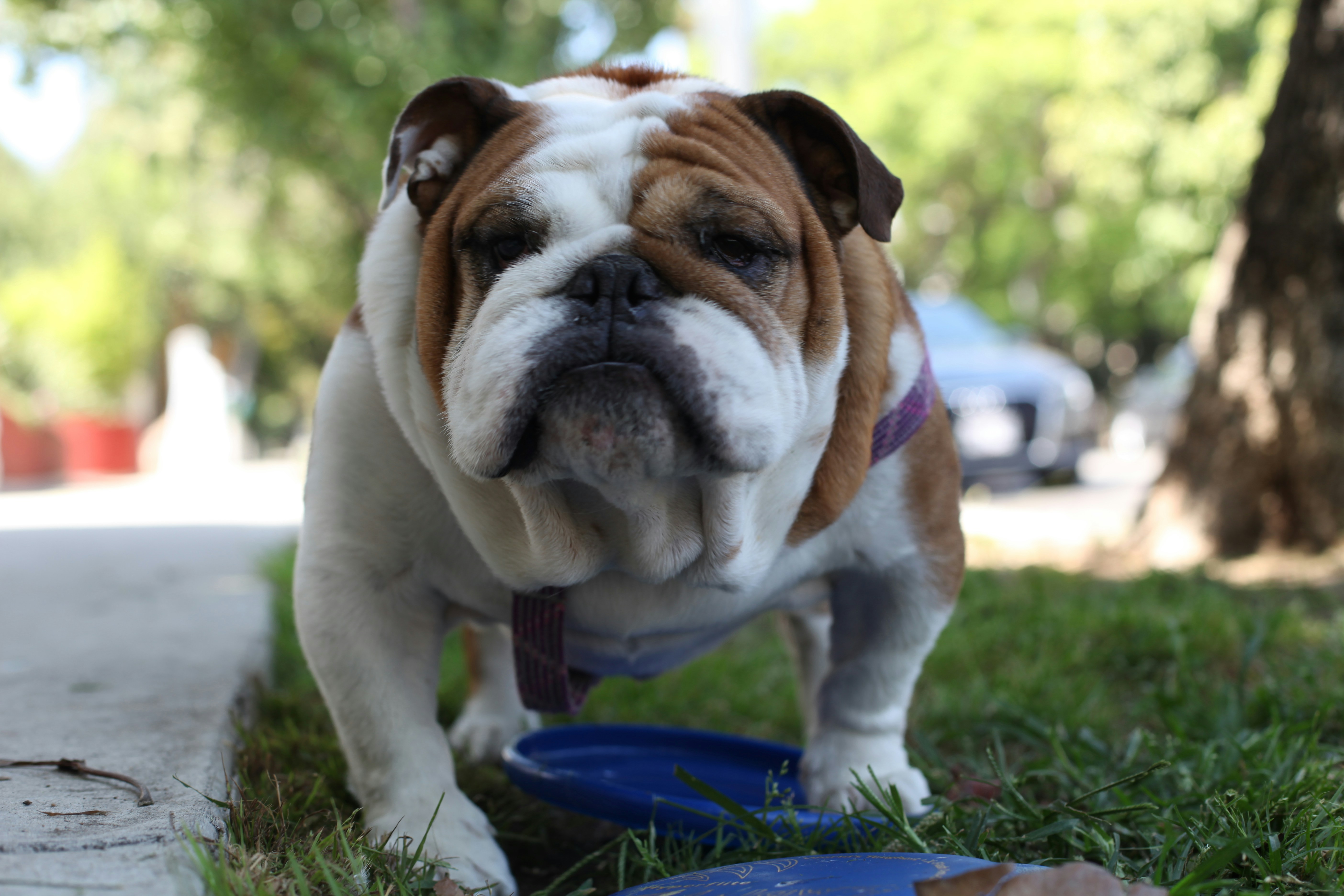 Best Dog Food for English Bulldogs in 2026: A Breeder’s Guide