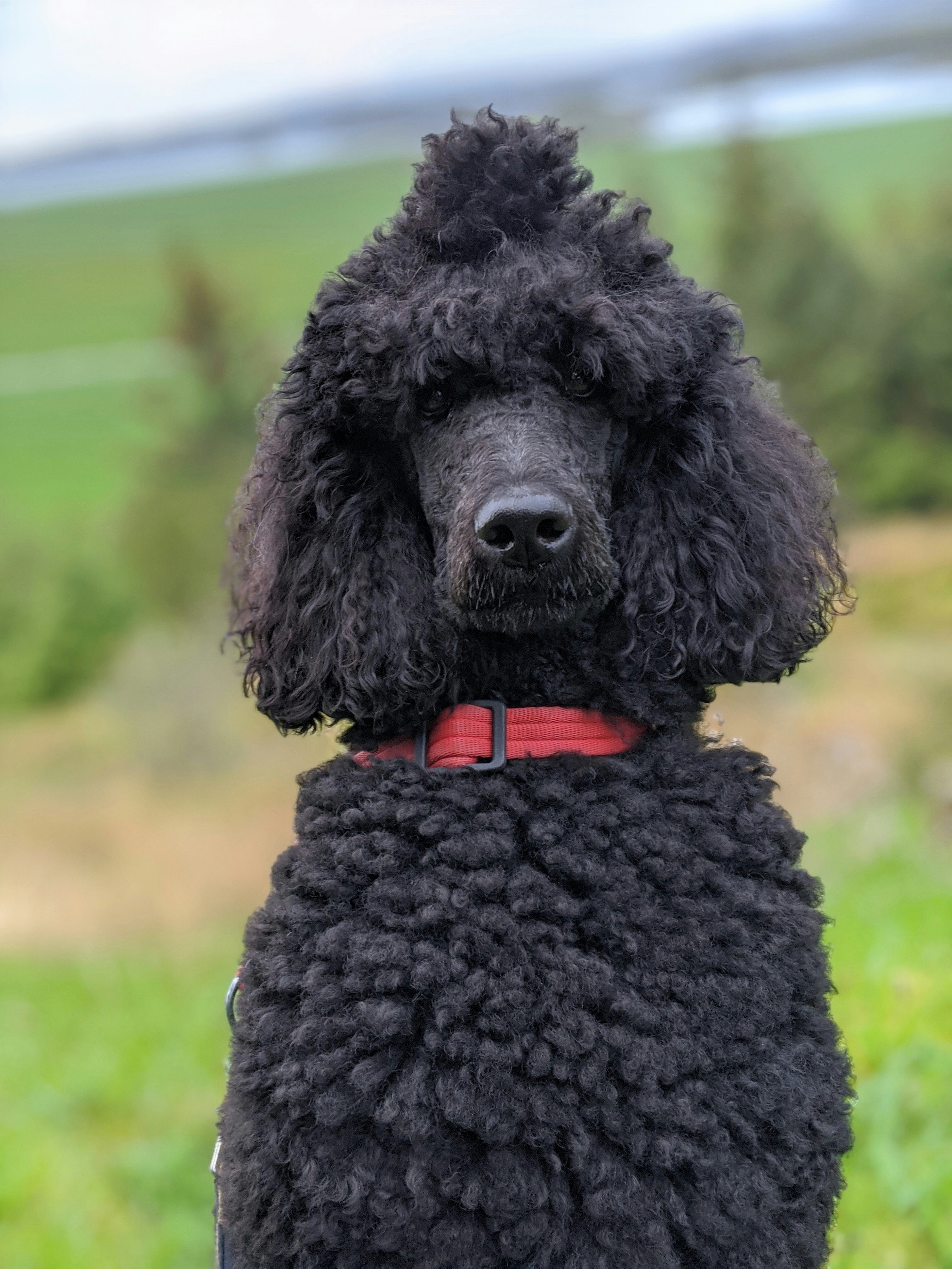 Best Dog Food for Poodles in 2026: Standard, Miniature & Toy