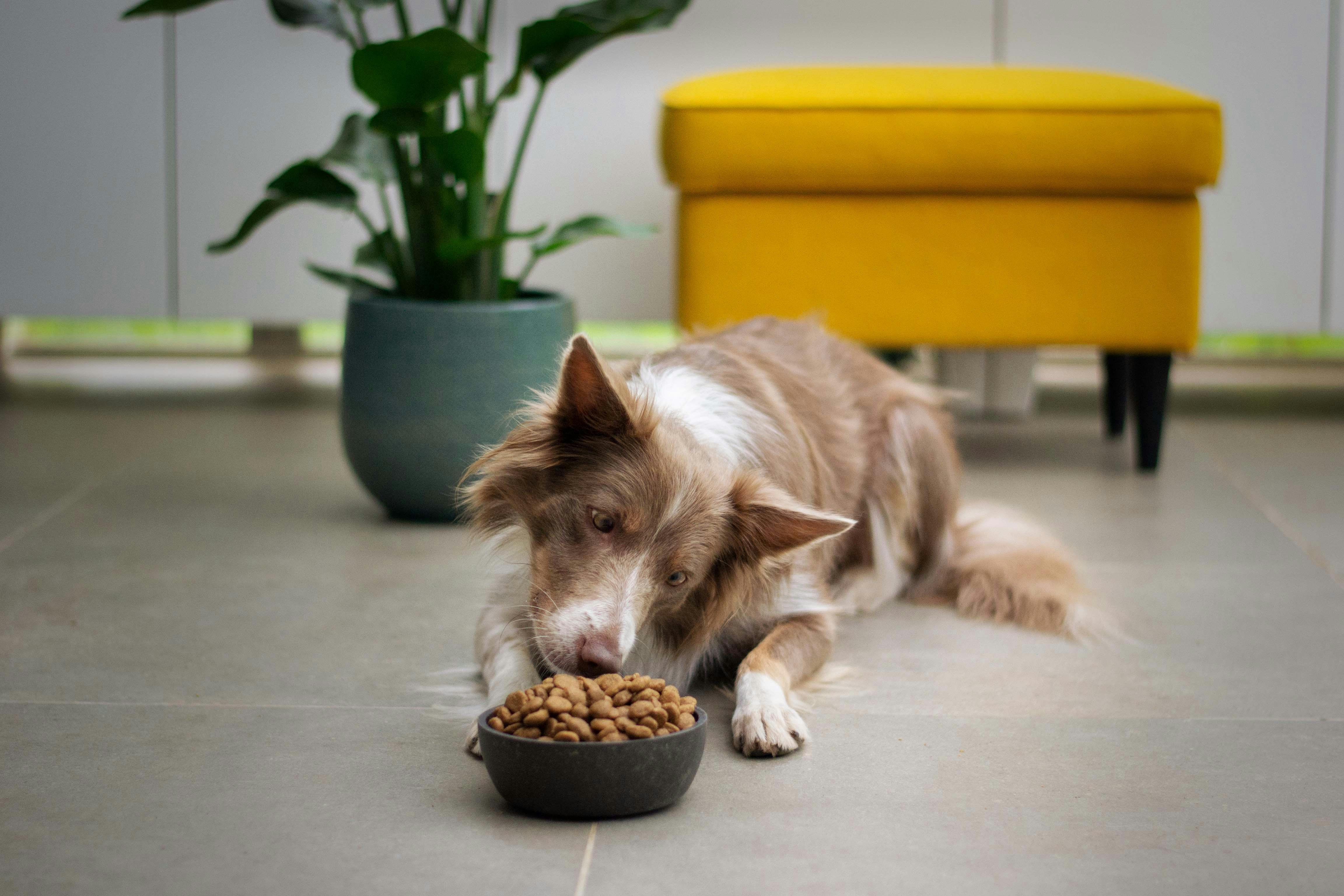 Best Senior Dog Food in 2026: Vet-Recommended Picks by Size