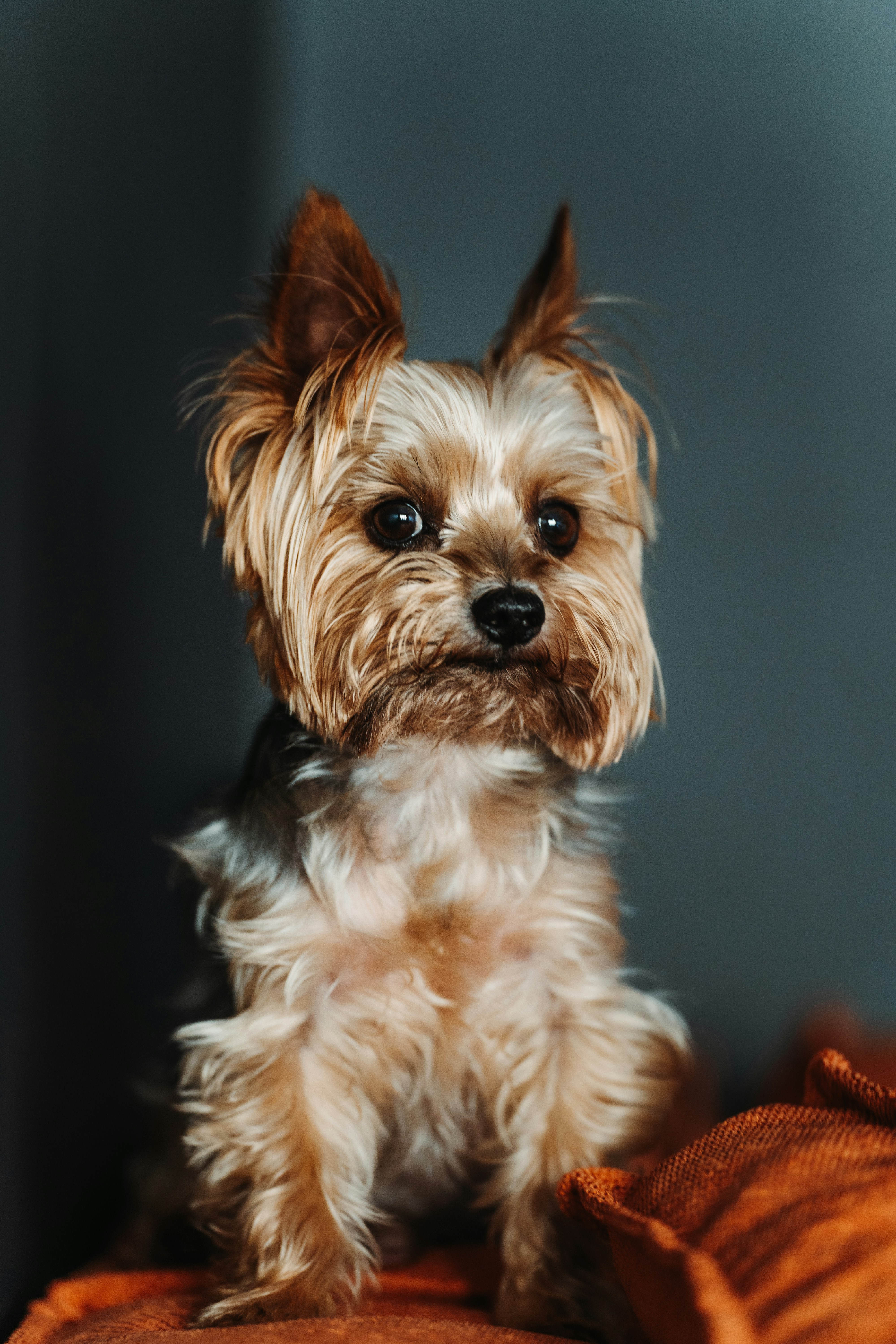 Best Dog Food for Yorkshire Terriers in 2026: Tiny Dog, Big Needs