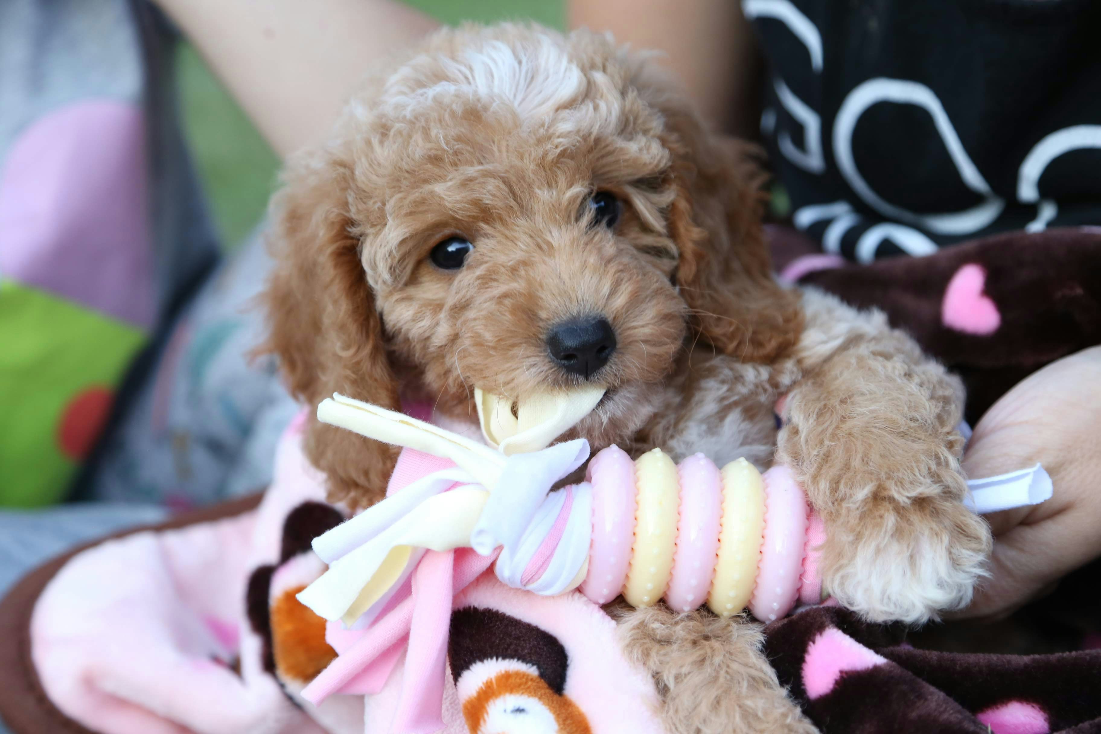 Best Dog Toys for Teething Puppies (2026)