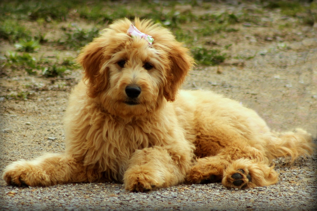 Best Grooming Tools for Goldendoodles in 2026: Prevent Matting