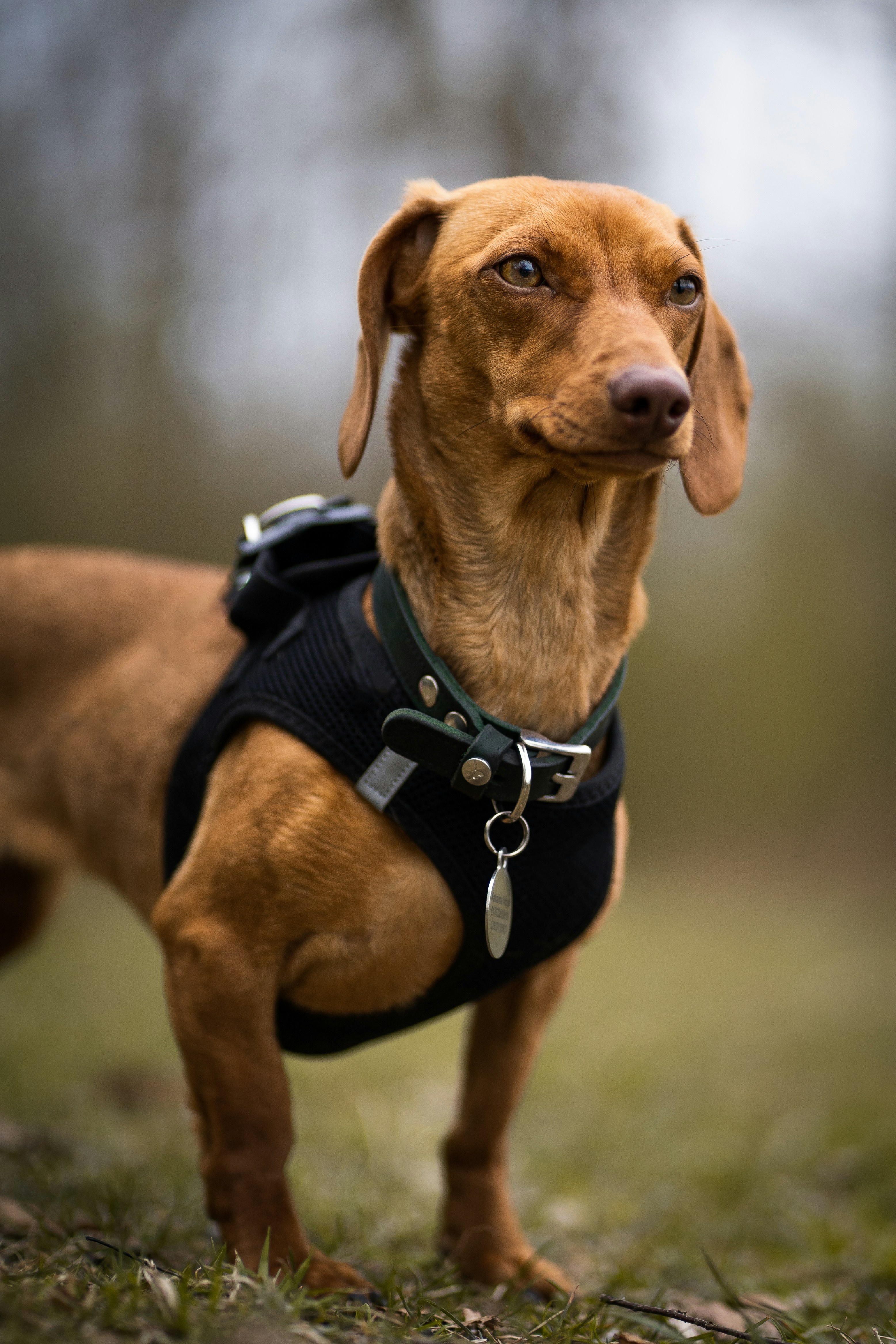 Best Harness for Dachshunds in 2026: Protect Their Spine