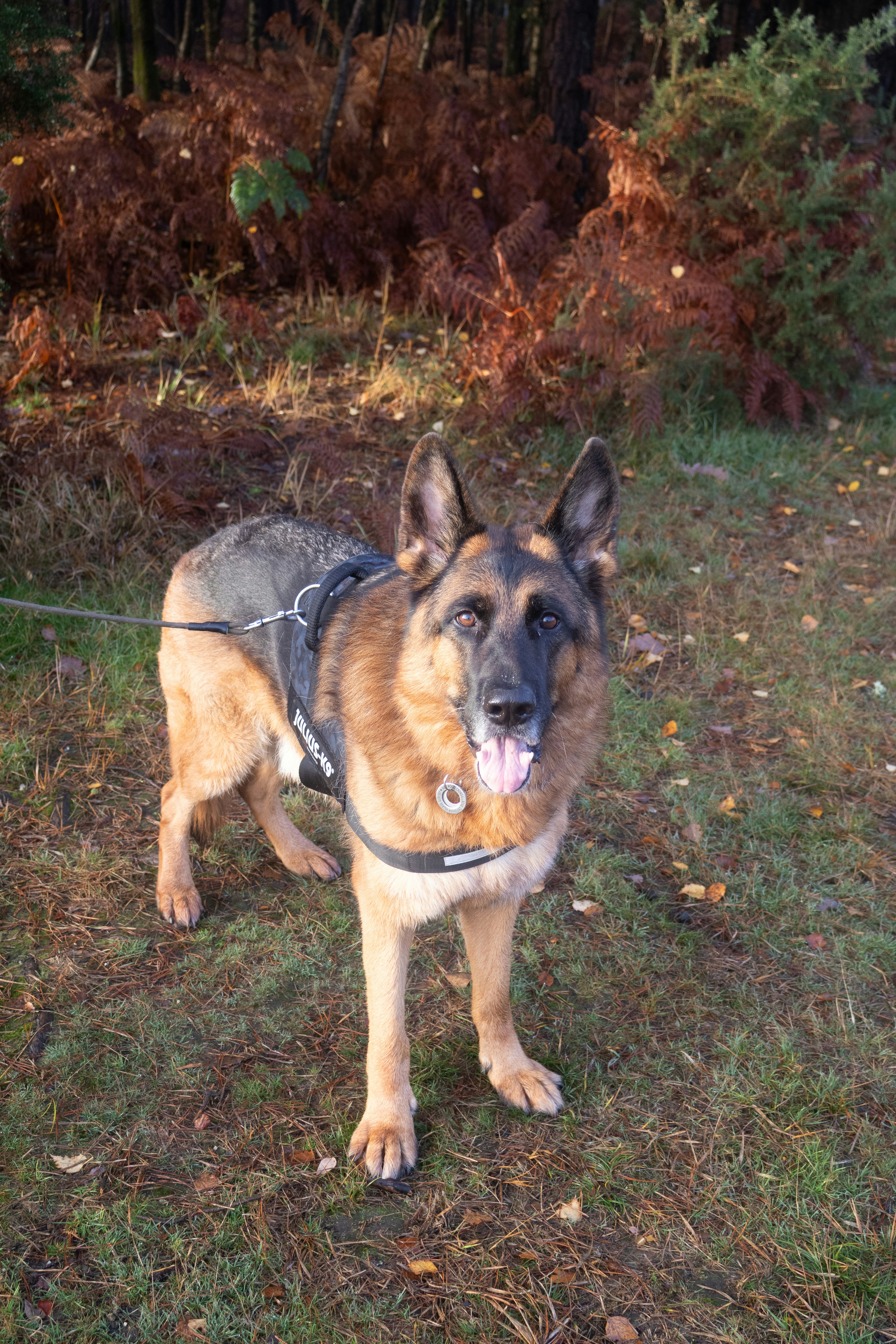 Best Harness for German Shepherds in 2026: Heavy-Duty Picks