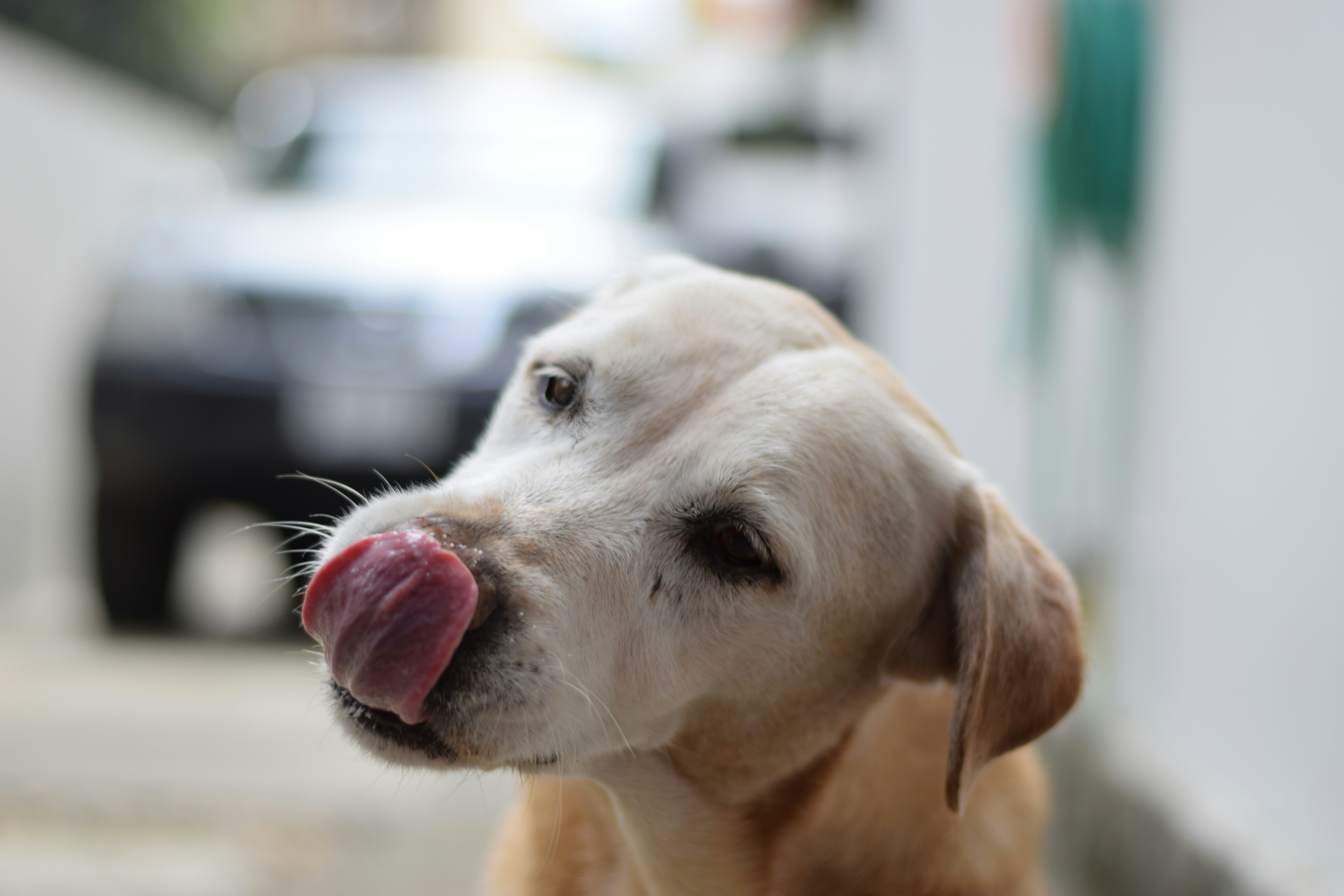 Best Slow Feeder for Labs in 2026: Stop the Inhaling
