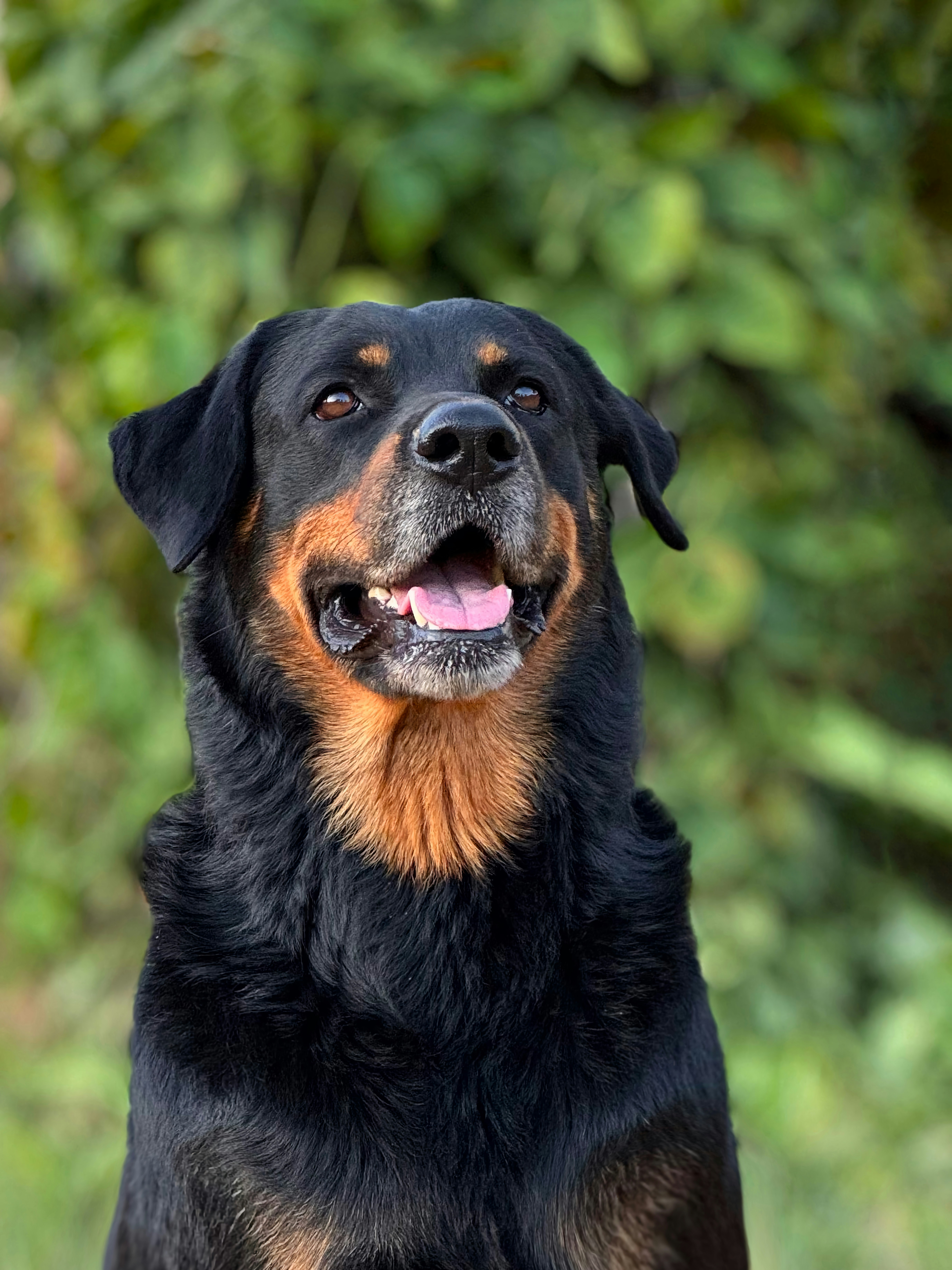 Best Supplements for Rottweilers in 2026: Joint, Heart & Coat