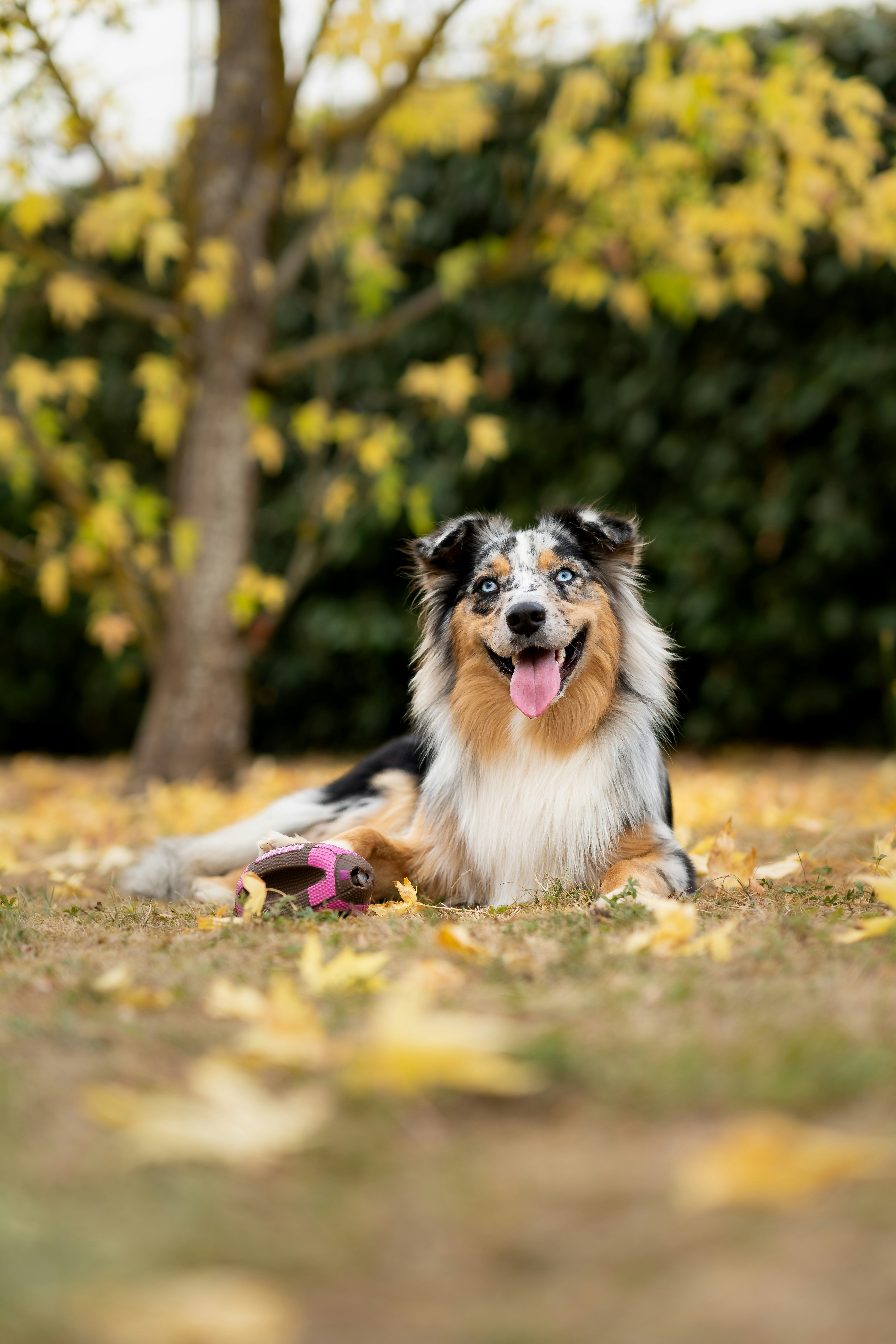 Best Toys for Australian Shepherds in 2026: Mental Stimulation Picks