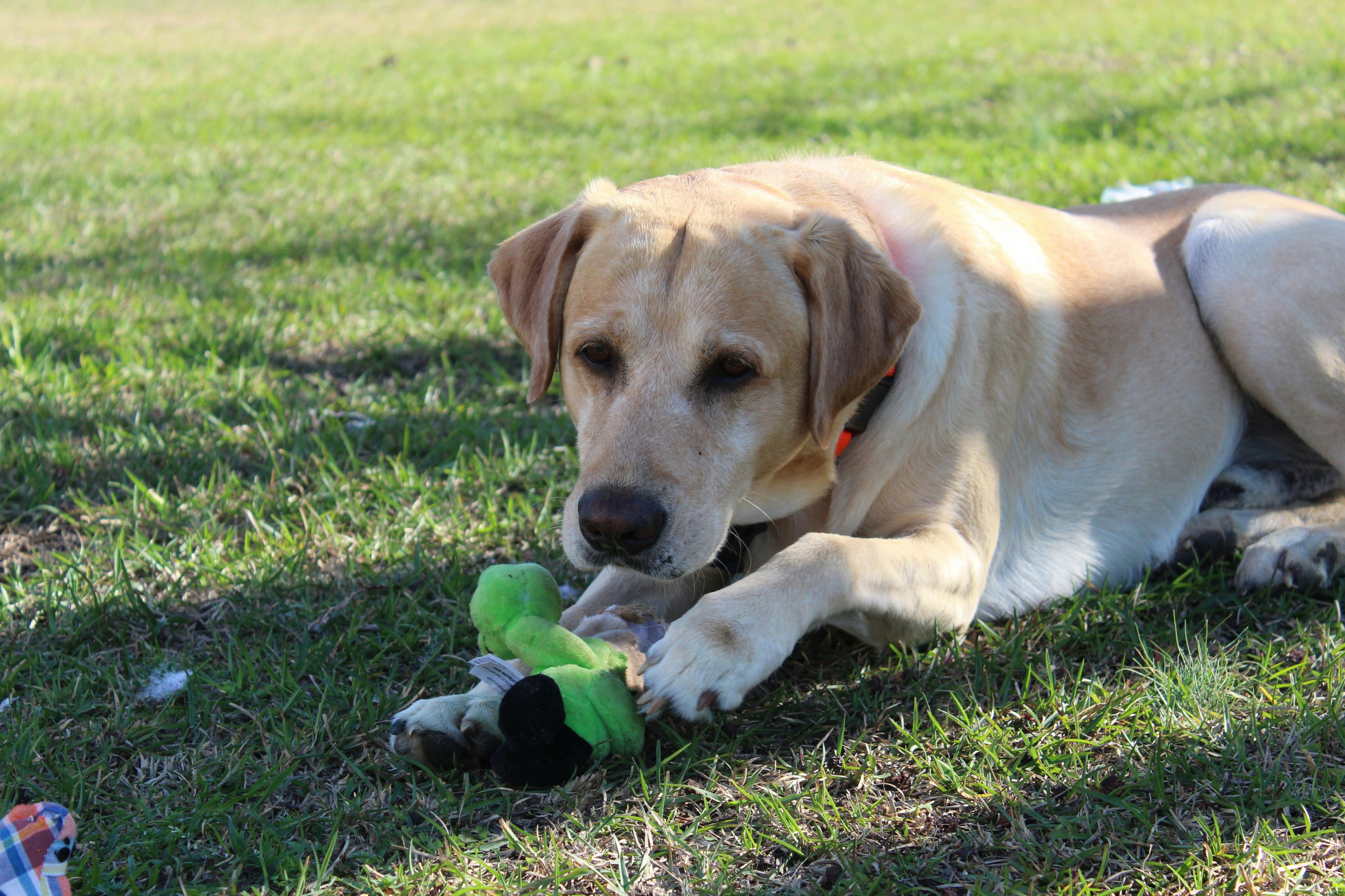 Best Toys for Labrador Retrievers in 2026: Lab-Proof Picks