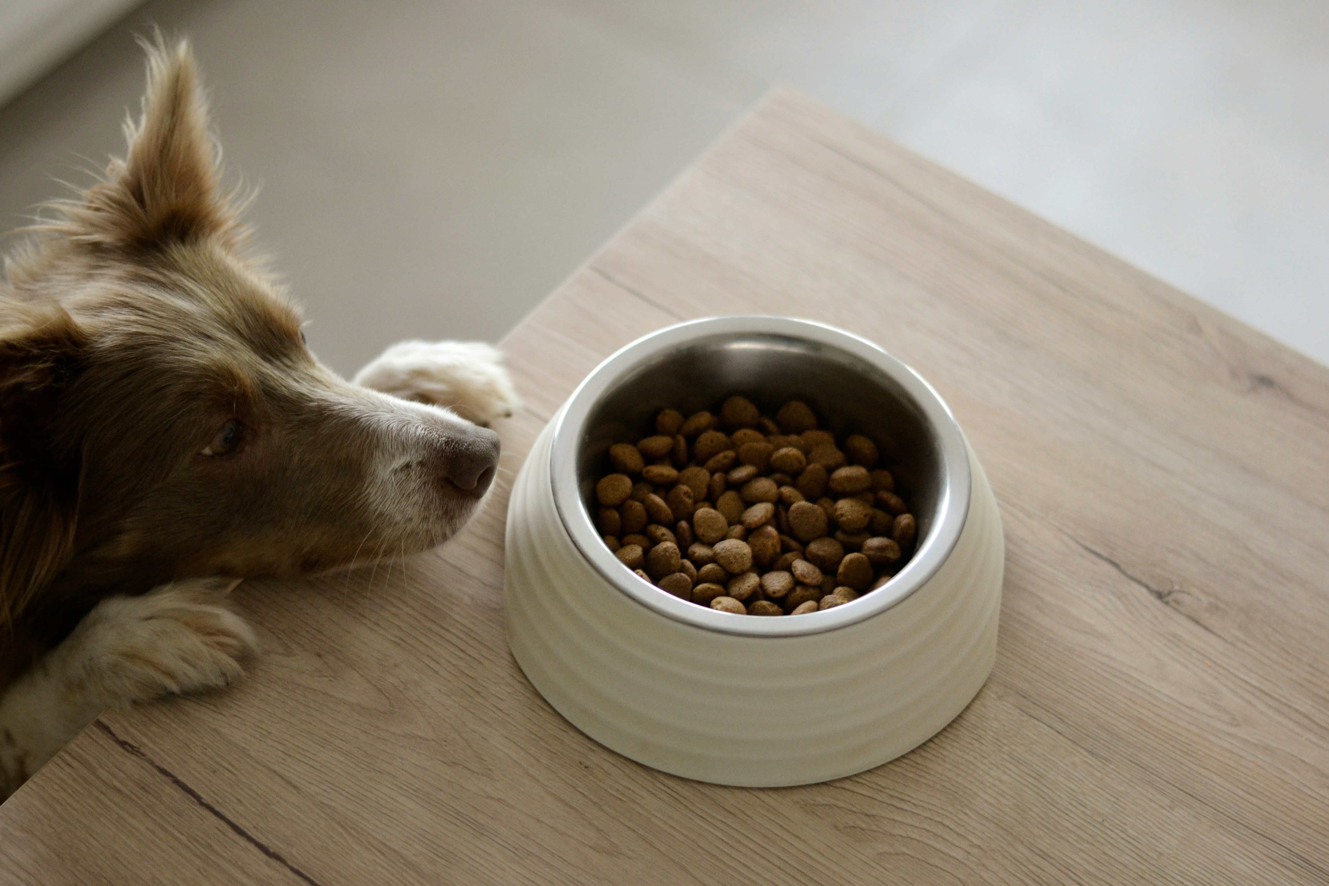 How to Choose the Right Dog Food for Your Breed