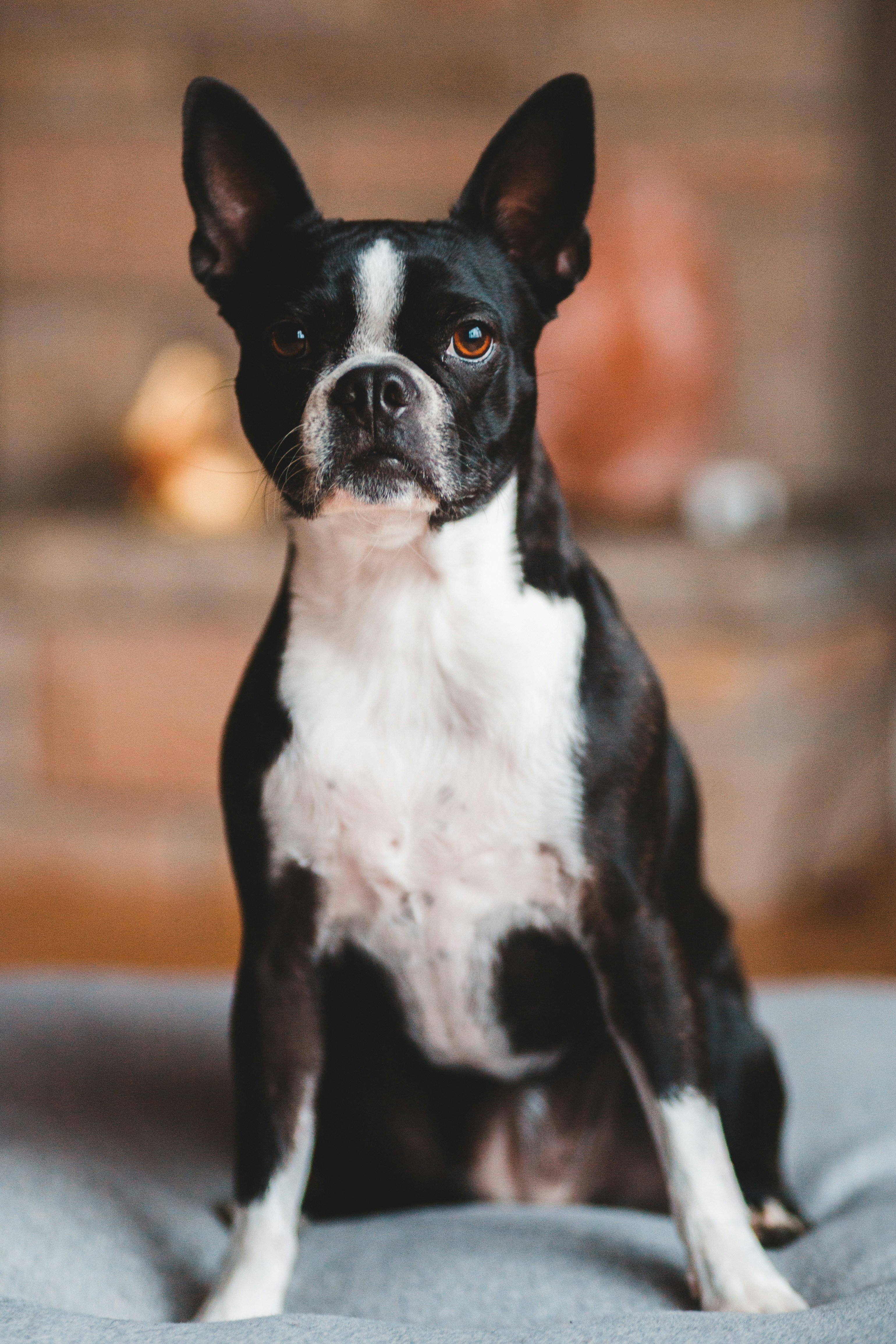 Boston Terrier - breed guide and product picks