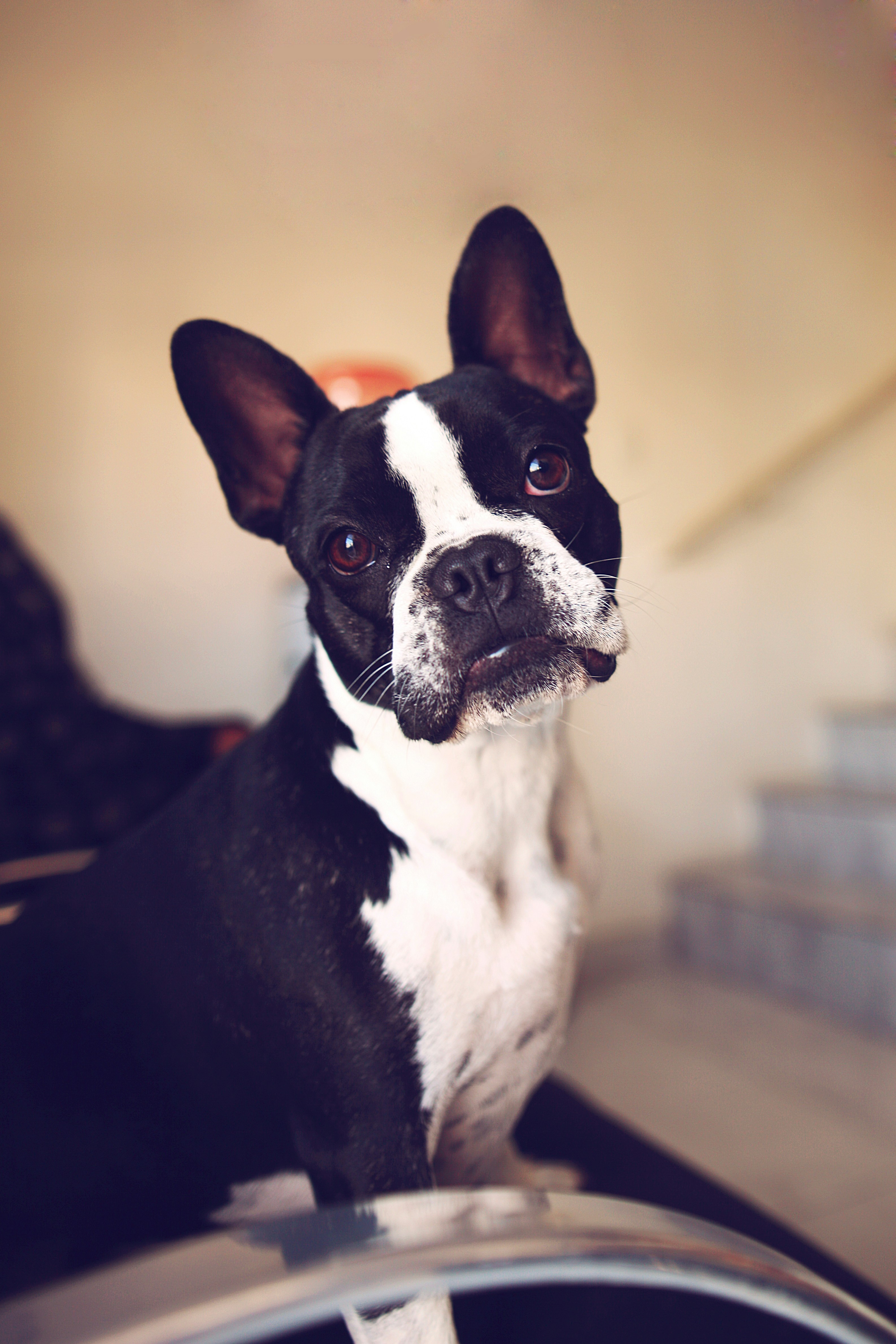 Boston Terrier portrait - complete breed guide