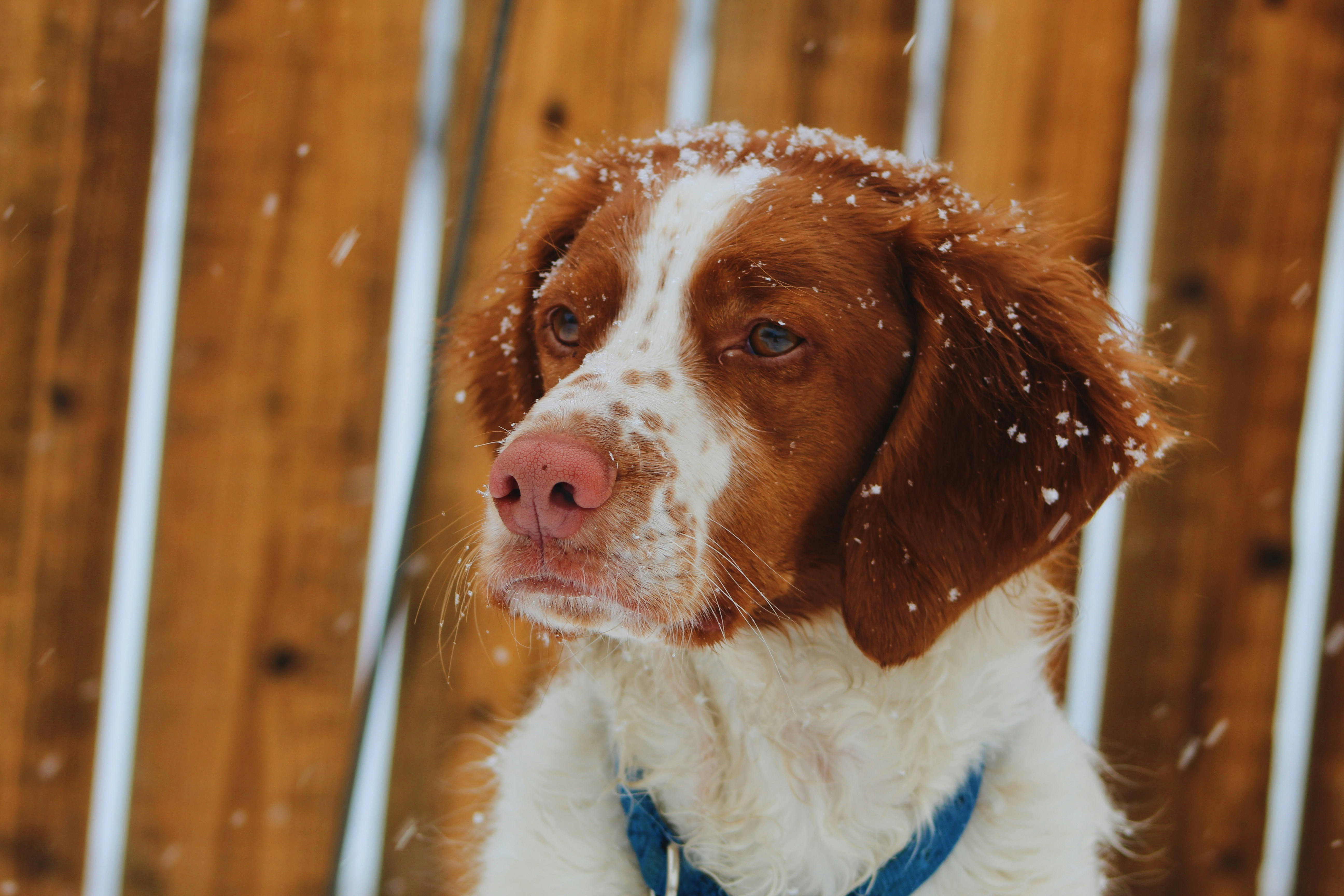 Brittany Spaniel - breed guide and care tips
