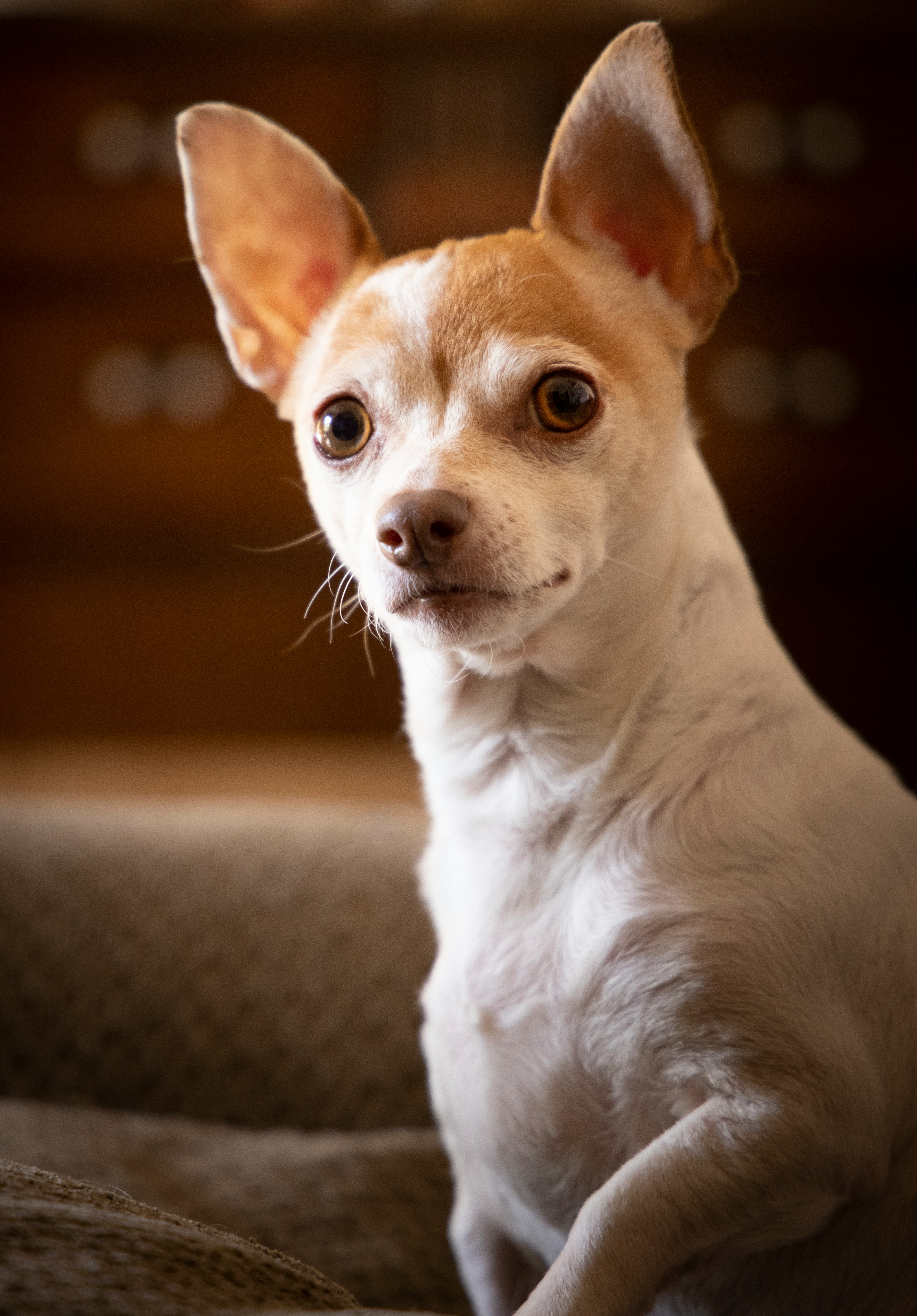 Chihuahua - breed guide and care tips