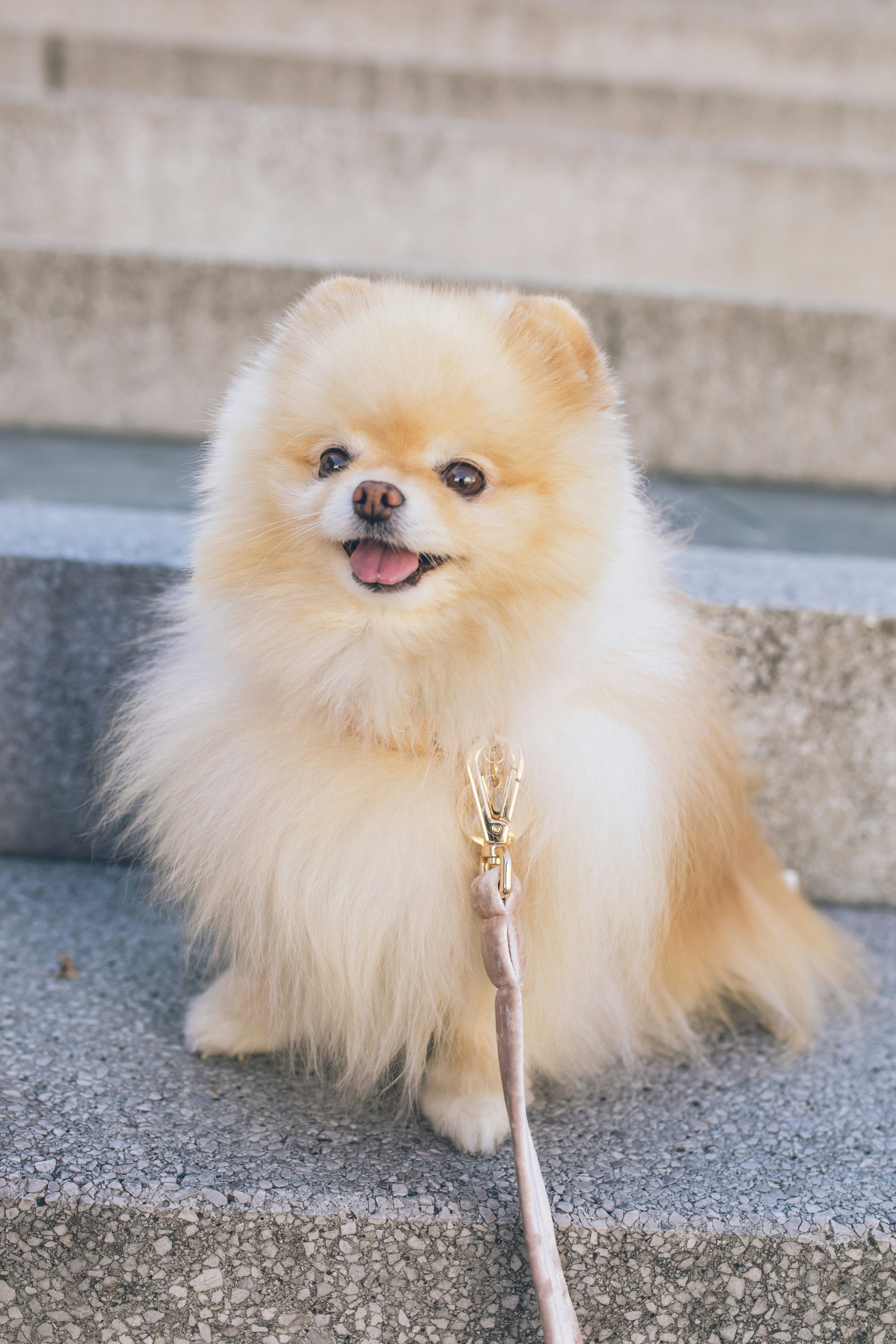 Pomeranian smiling on steps - complete breed guide