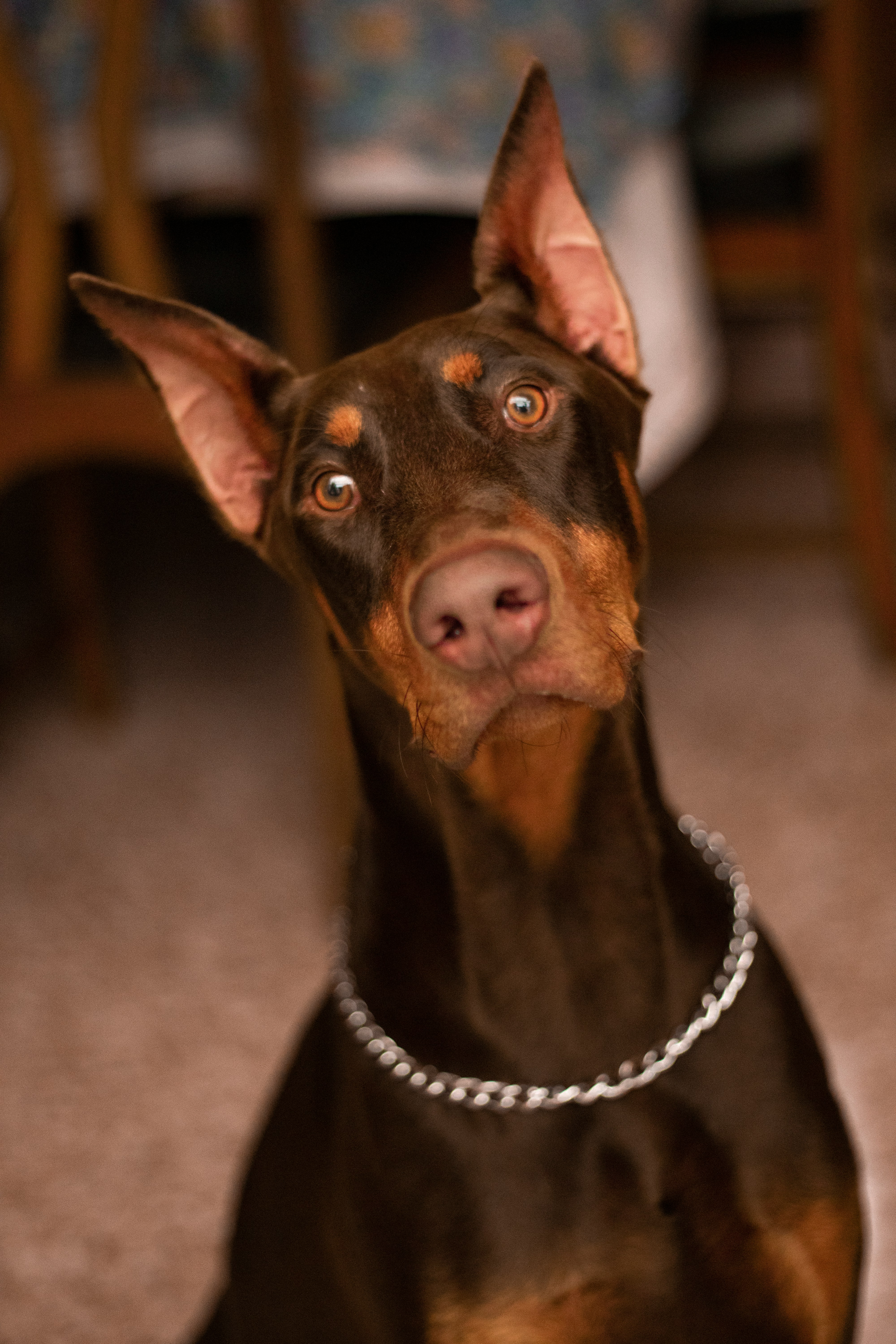 Doberman Pinscher - breed guide and training product recommendations