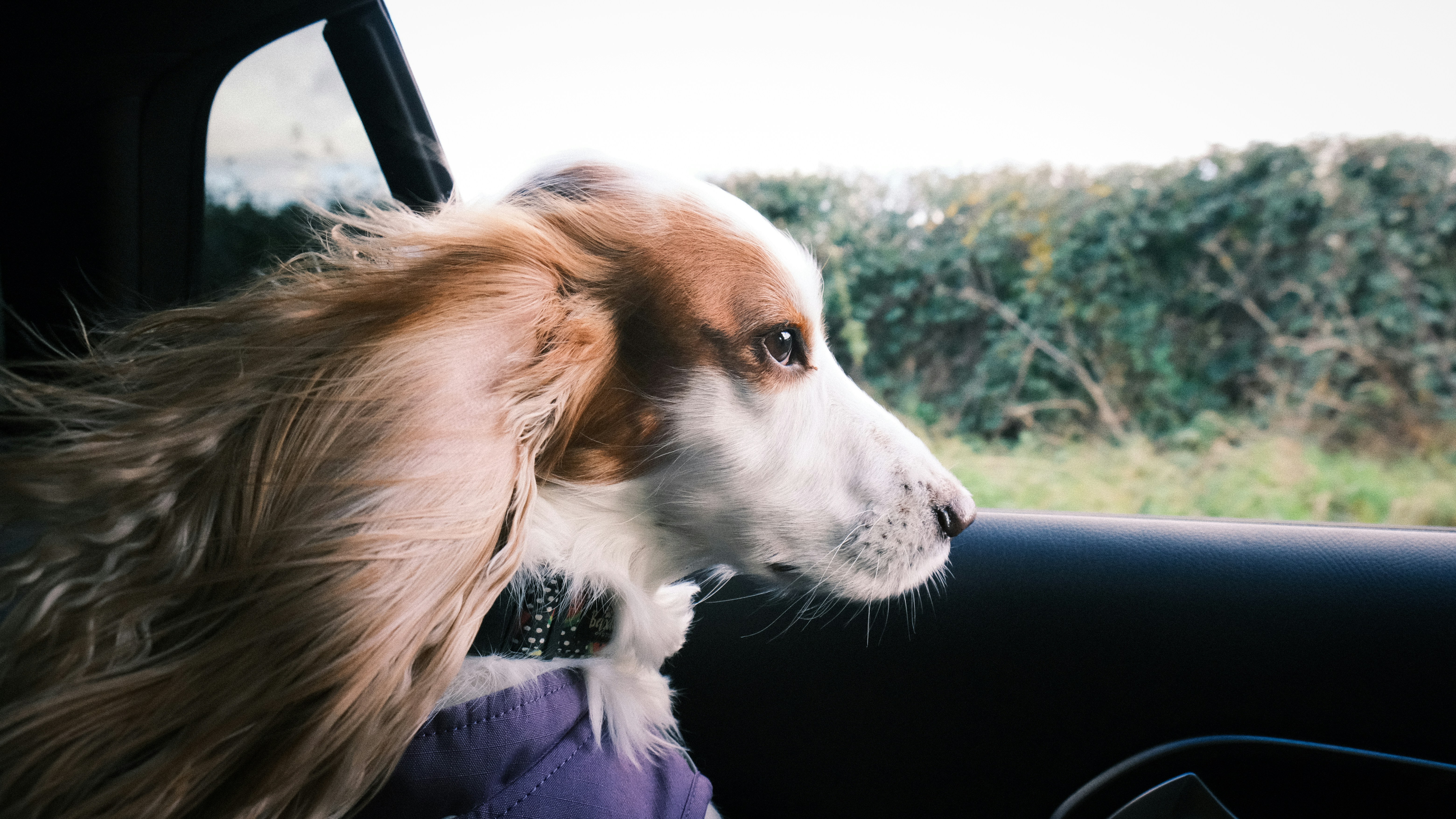 Dog Car Sickness: Solutions That Actually Work (2026)