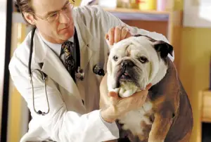 Best Dog Supplements (2026)