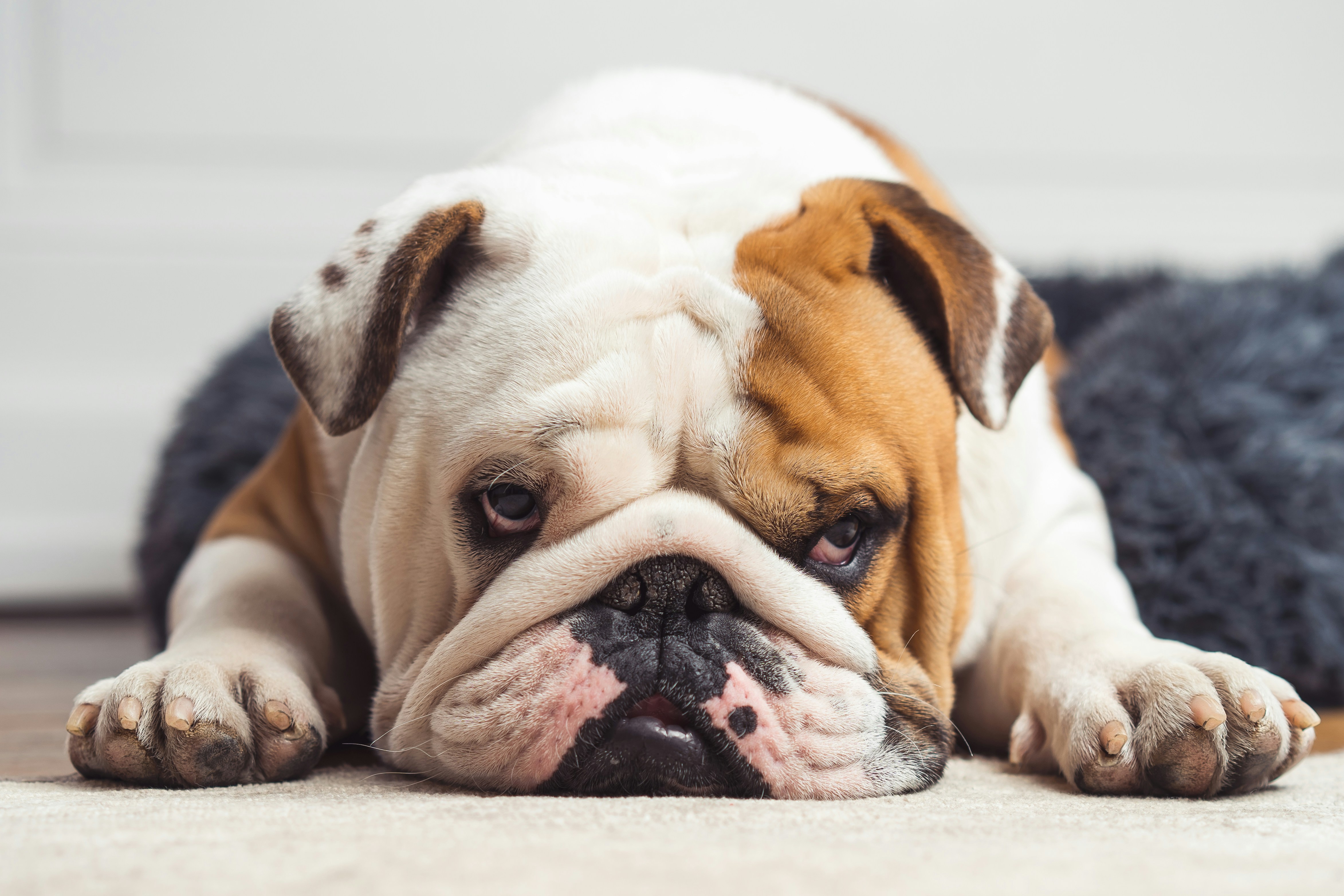 English Bulldog Care Guide: What Every Owner Needs to Know