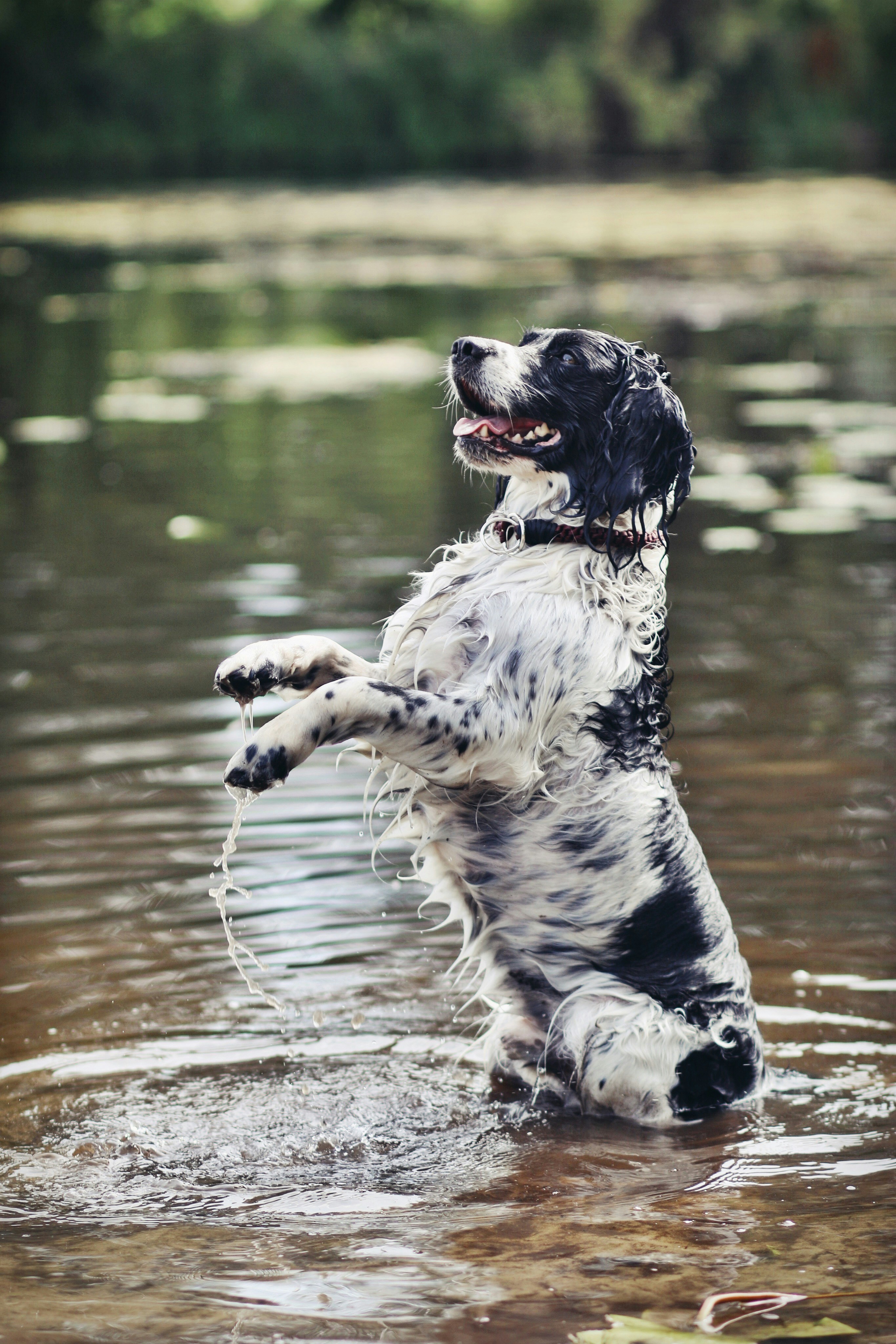 English Springer Spaniel playing in water - complete breed guide
