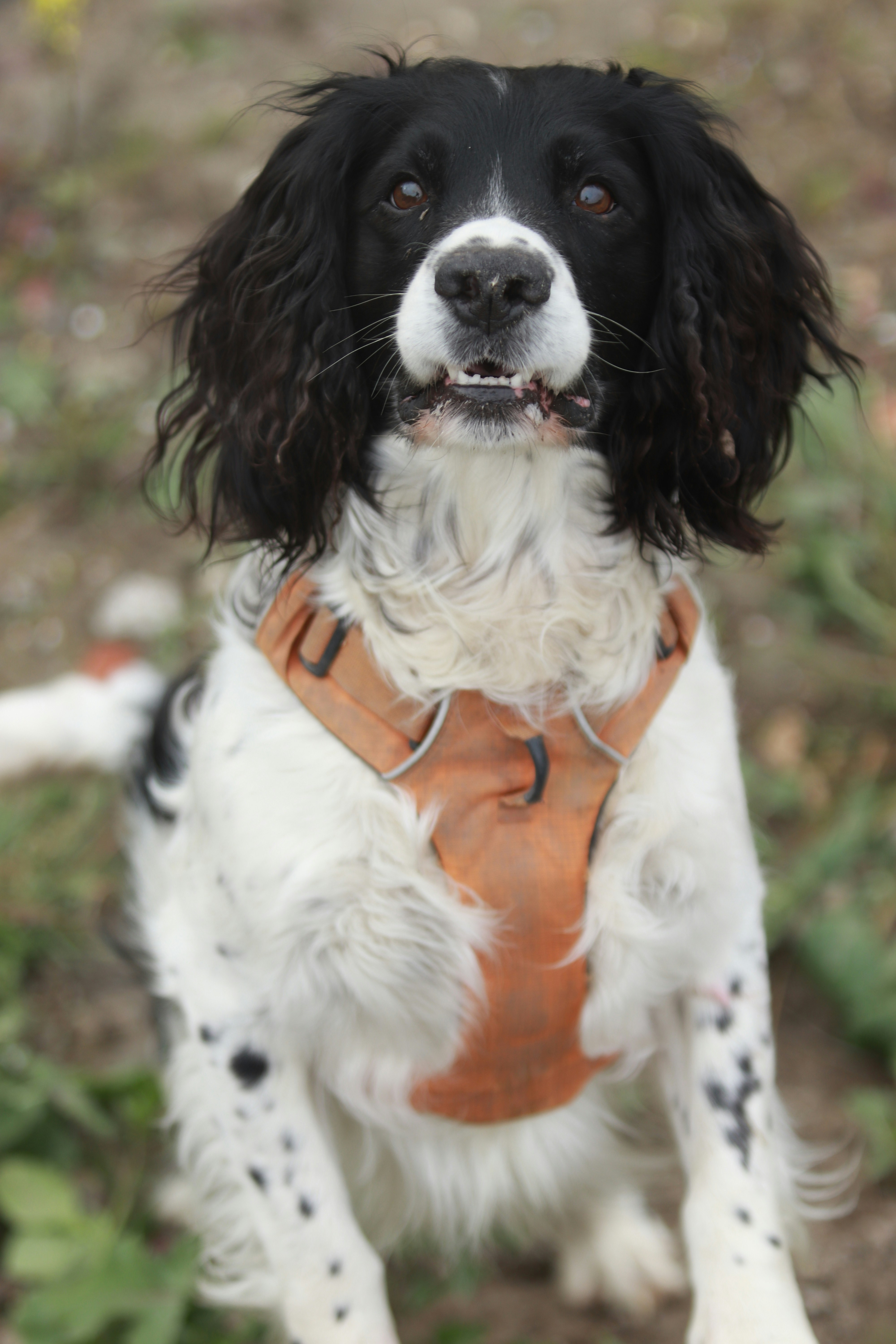 English Springer Spaniel - breed guide and product recommendations