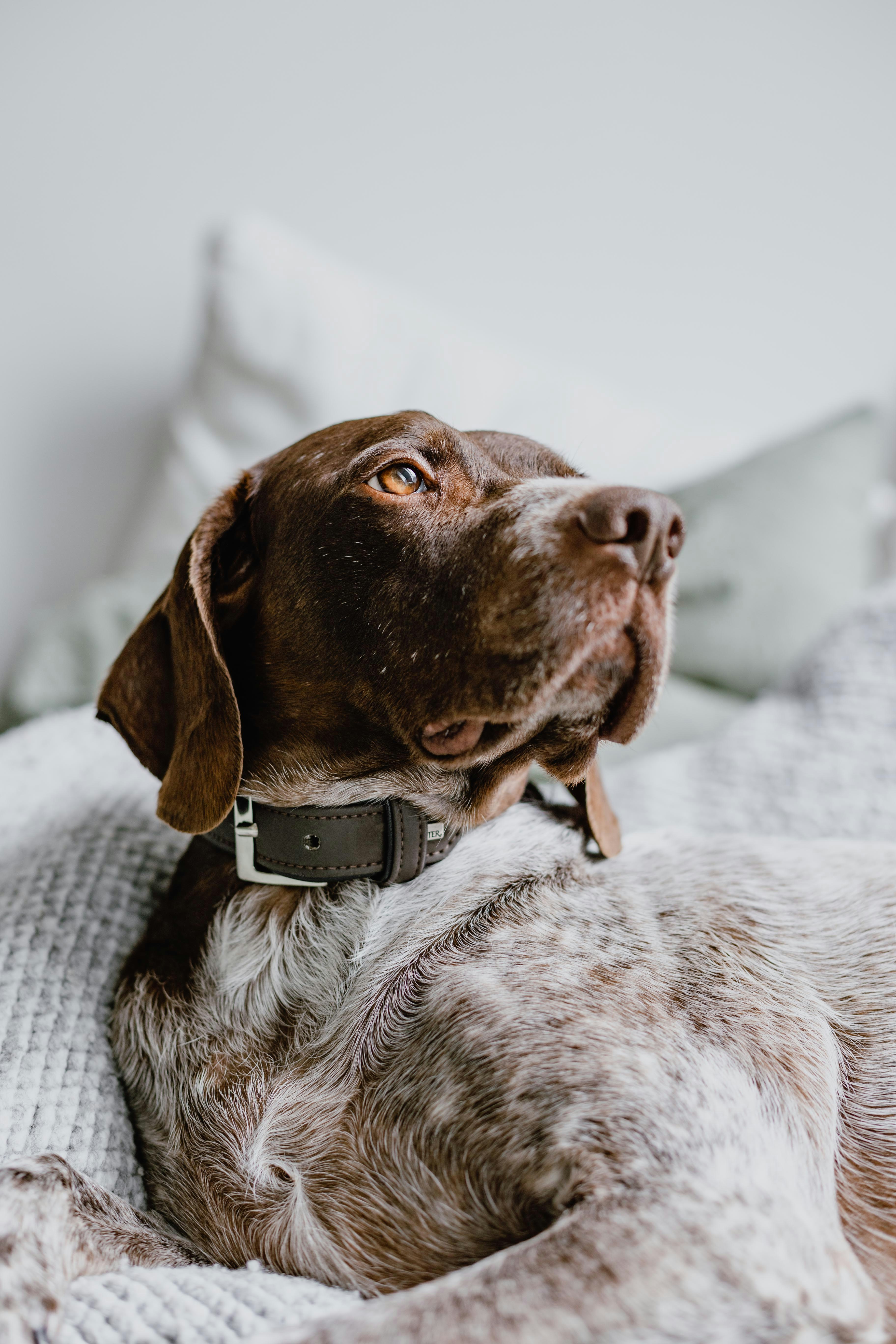 German Shorthaired Pointer - breed guide