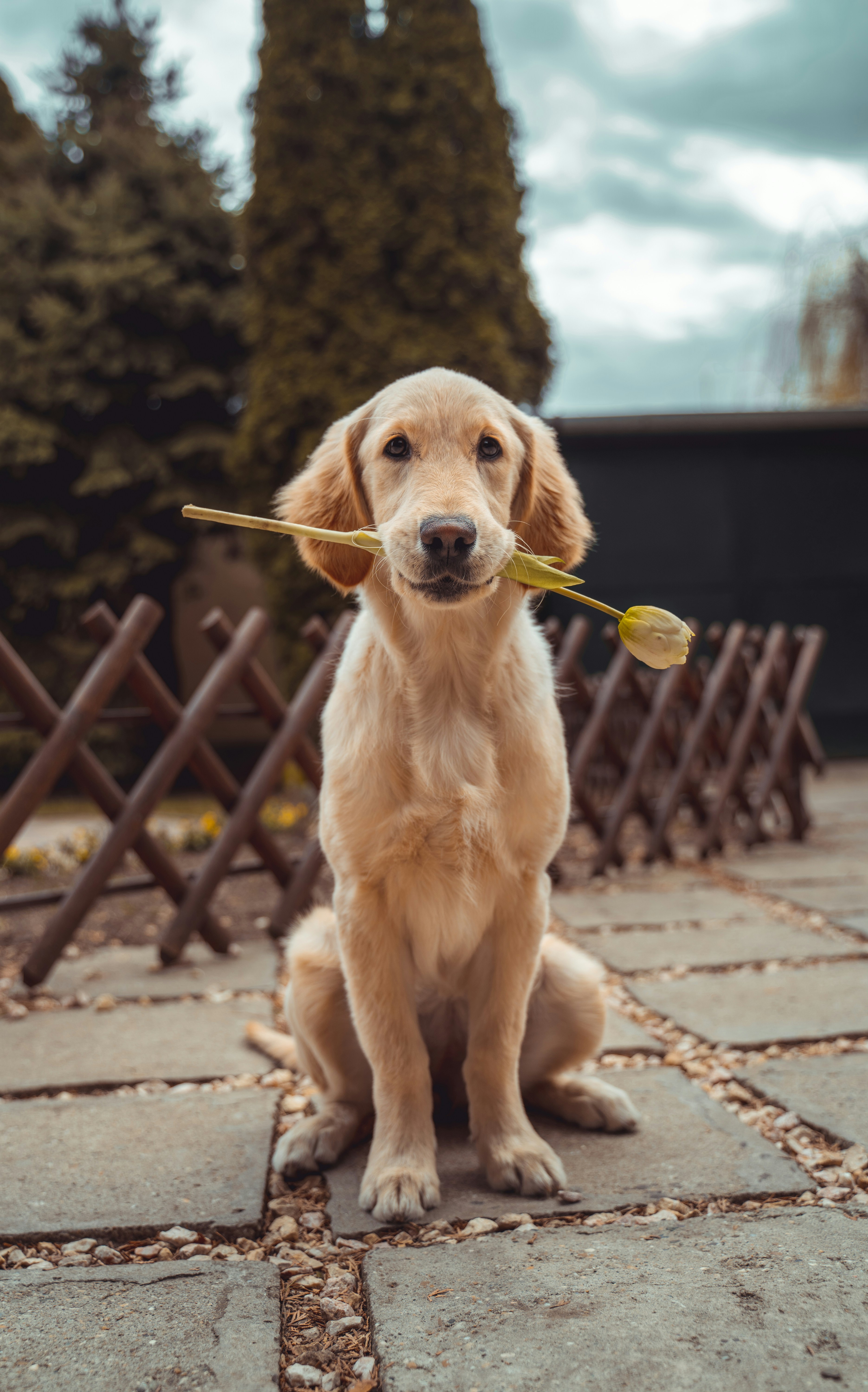 Golden Retriever portrait