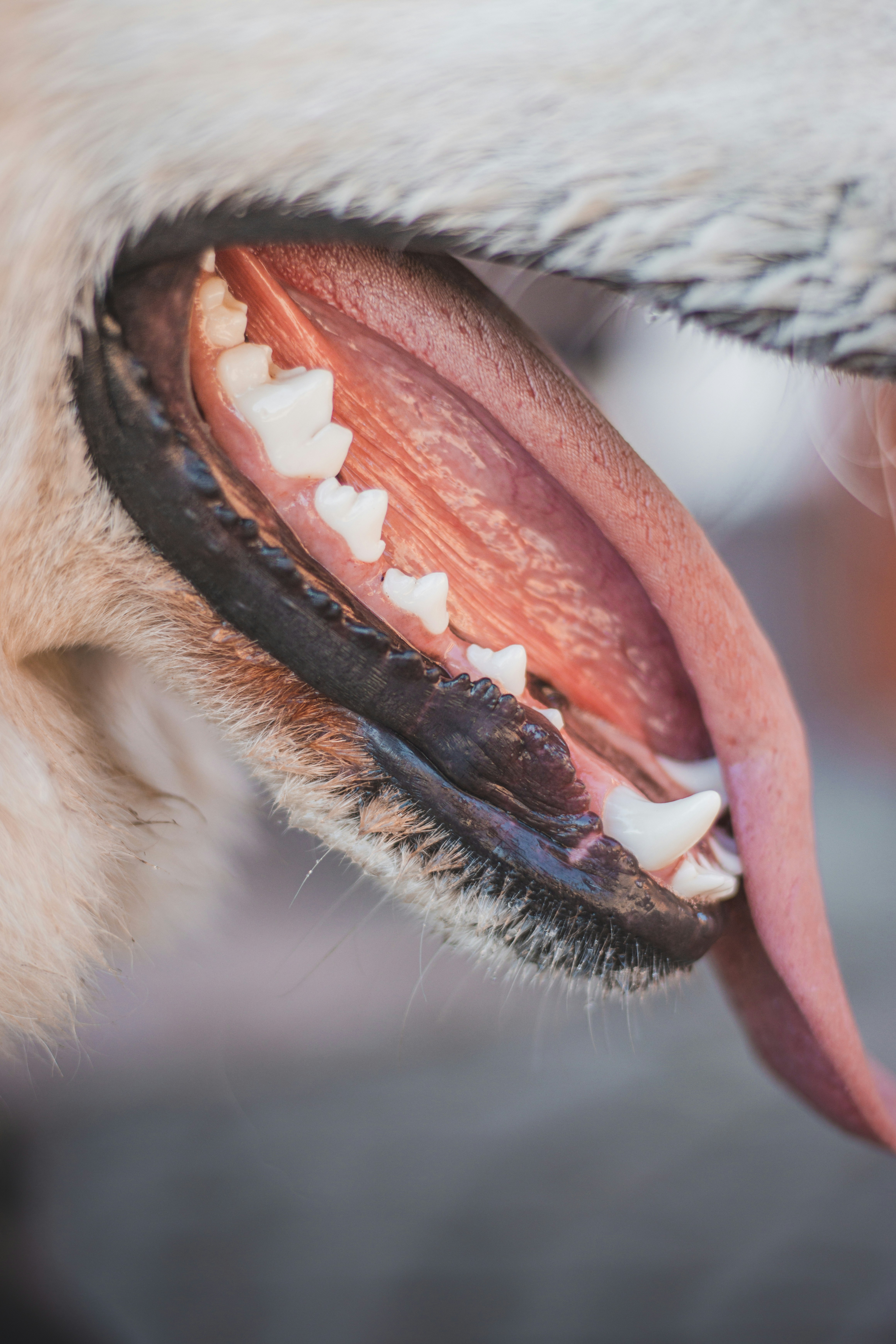 How to Brush Your Dog’s Teeth: A Step-by-Step Guide