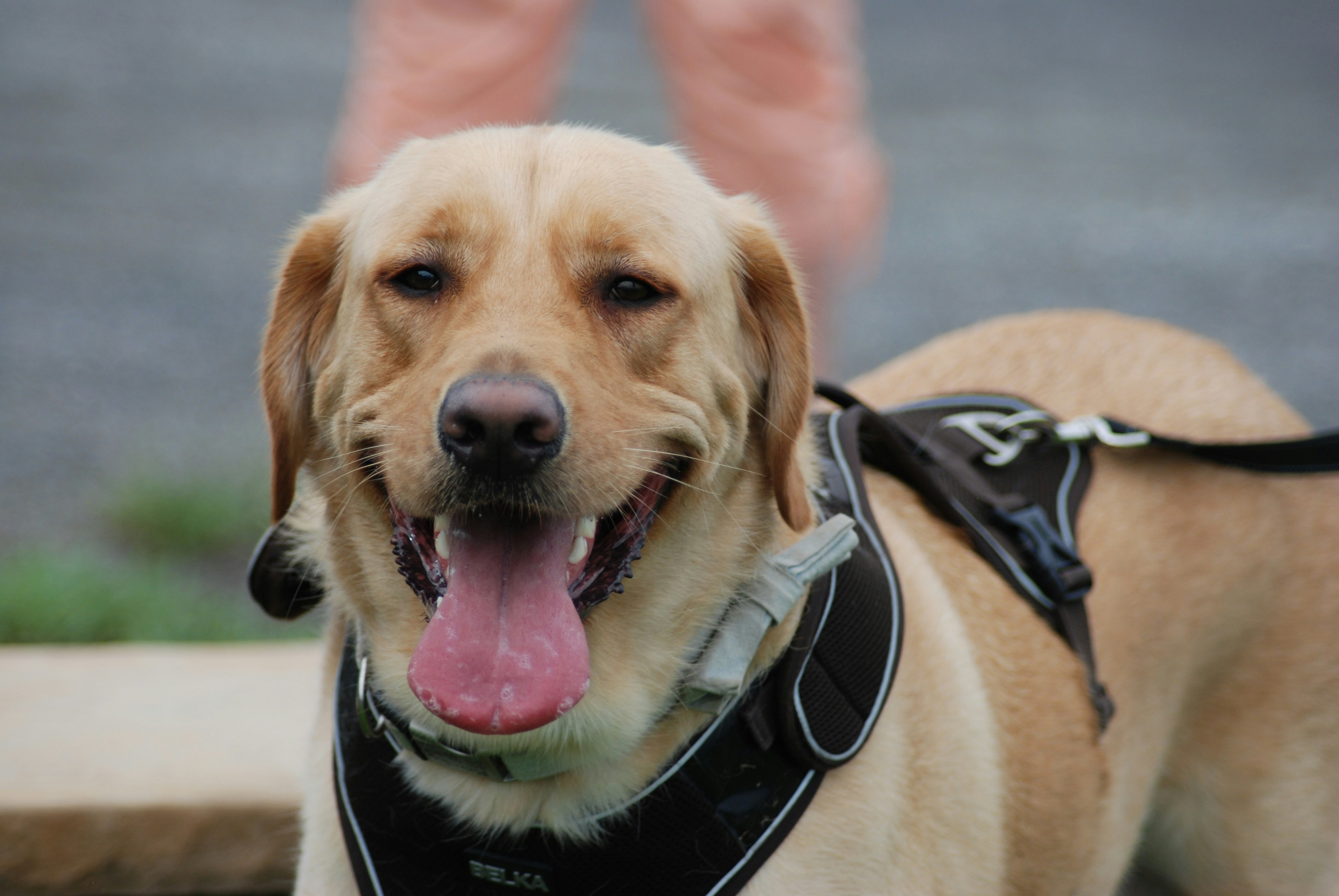How to Measure Your Dog for a Harness (With Size Chart)