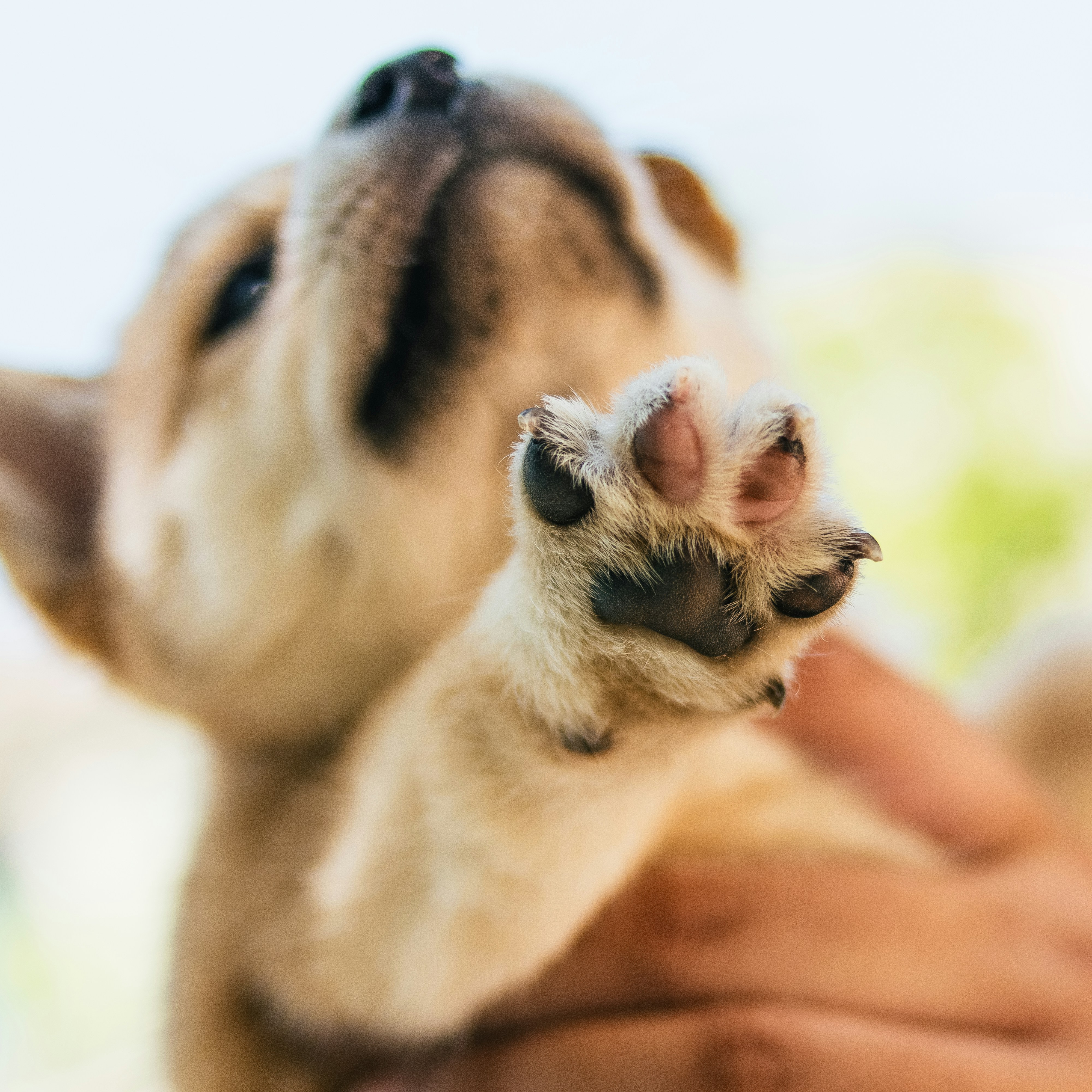 How to Trim Your Dog's Nails at Home: Step-by-Step Guide (2026)
