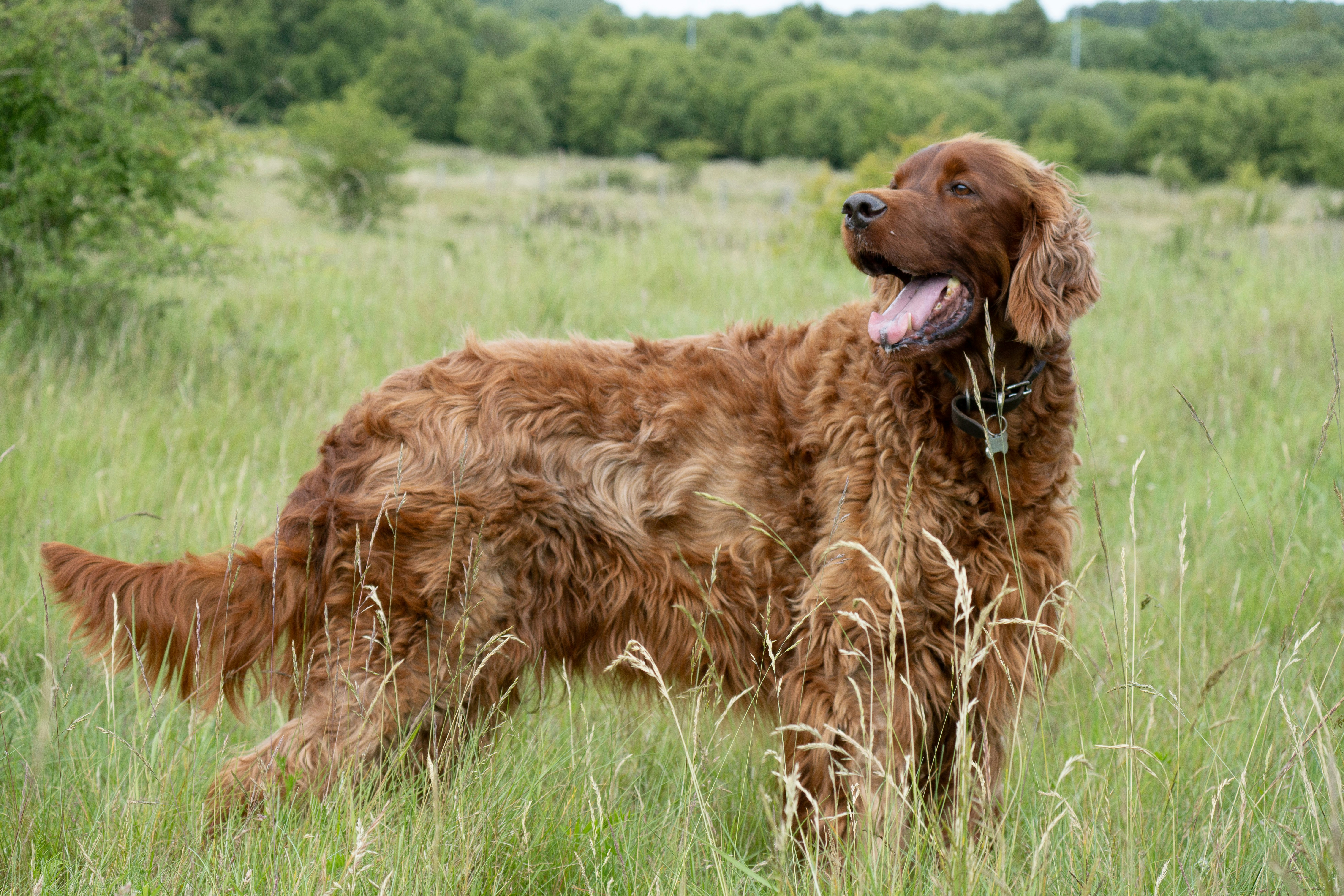 Irish Setter - breed guide and care tips