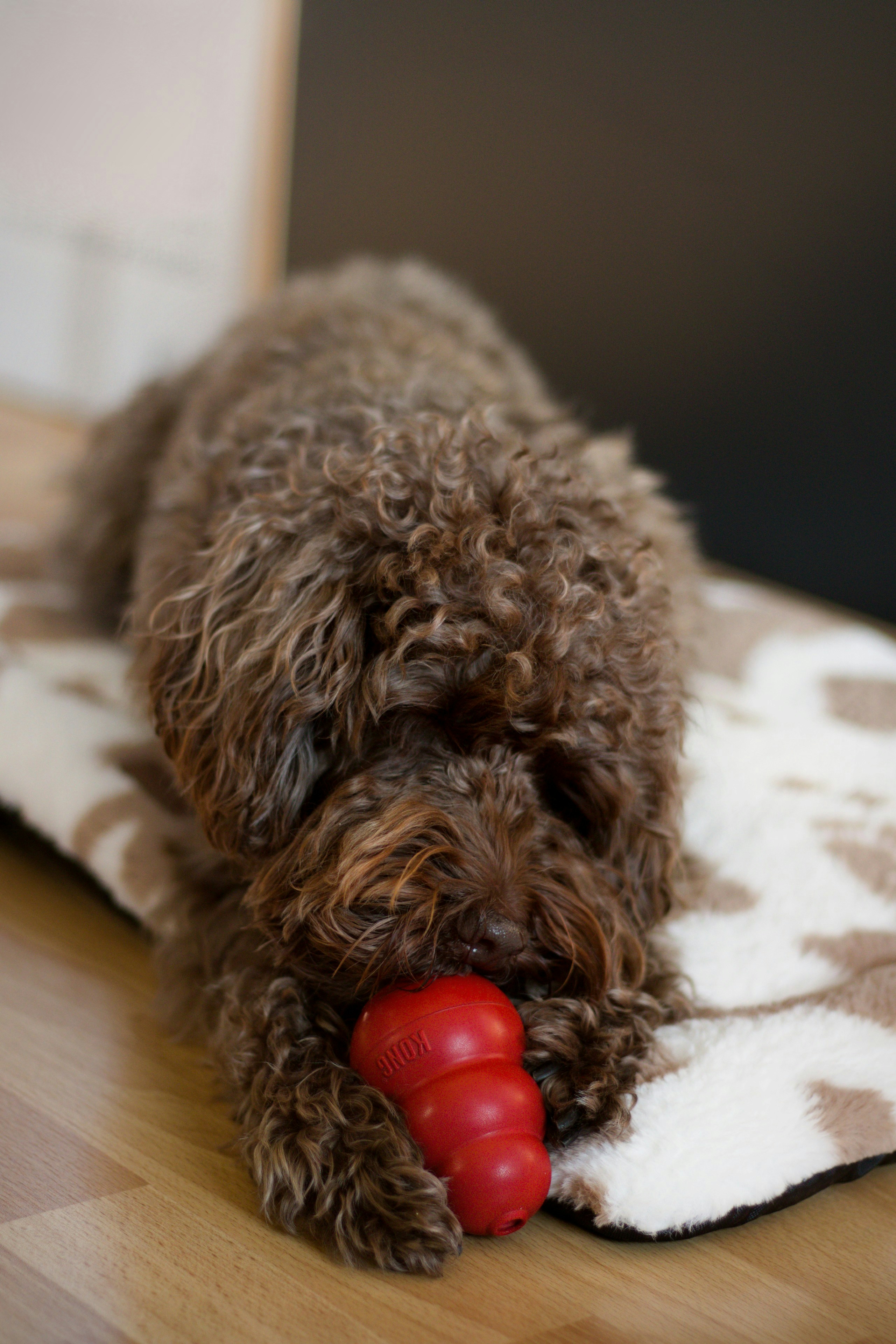 KONG Classic vs KONG Extreme: Which Is Right for Your Dog?