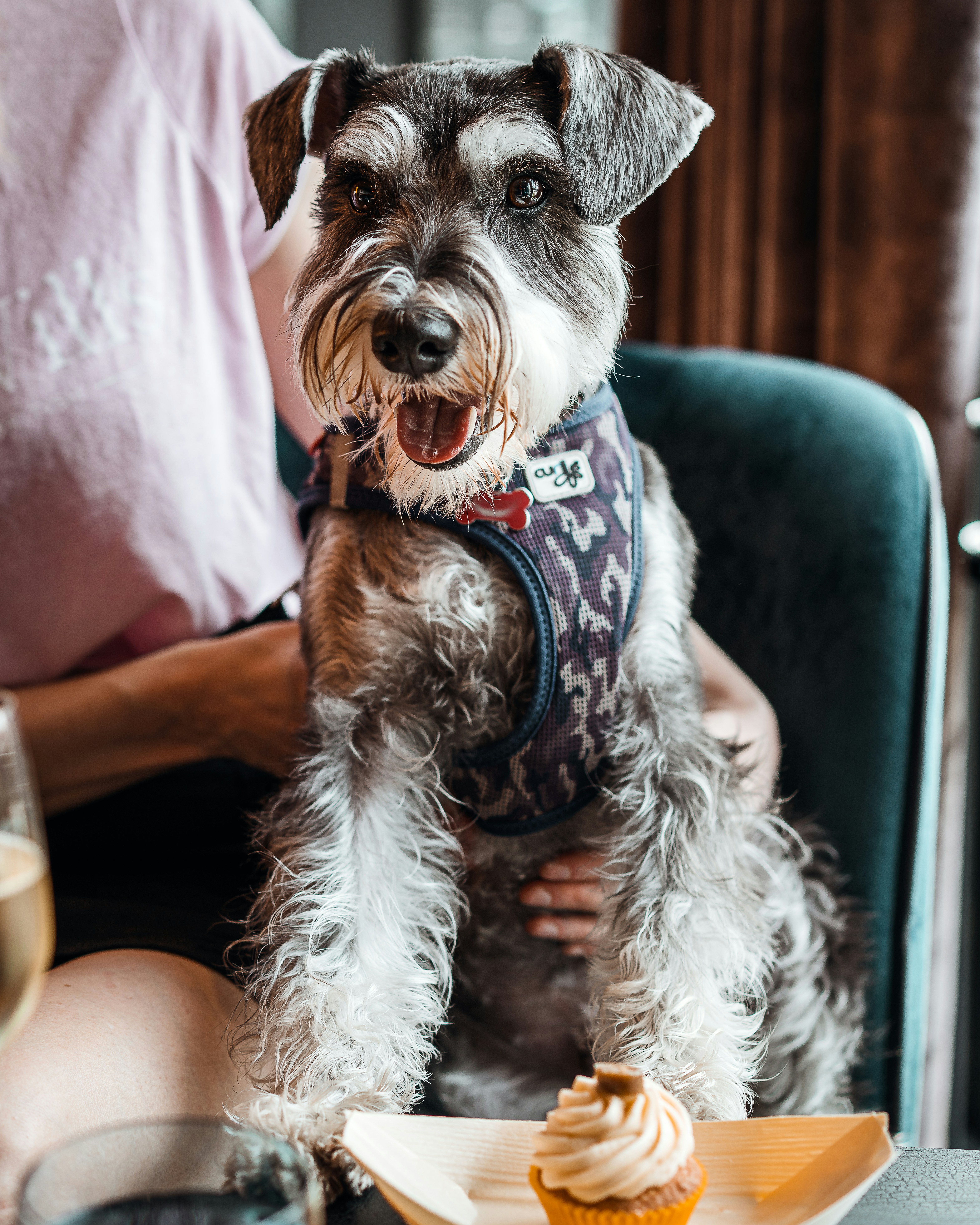 Miniature Schnauzer smiling - breed guide and grooming recommendations