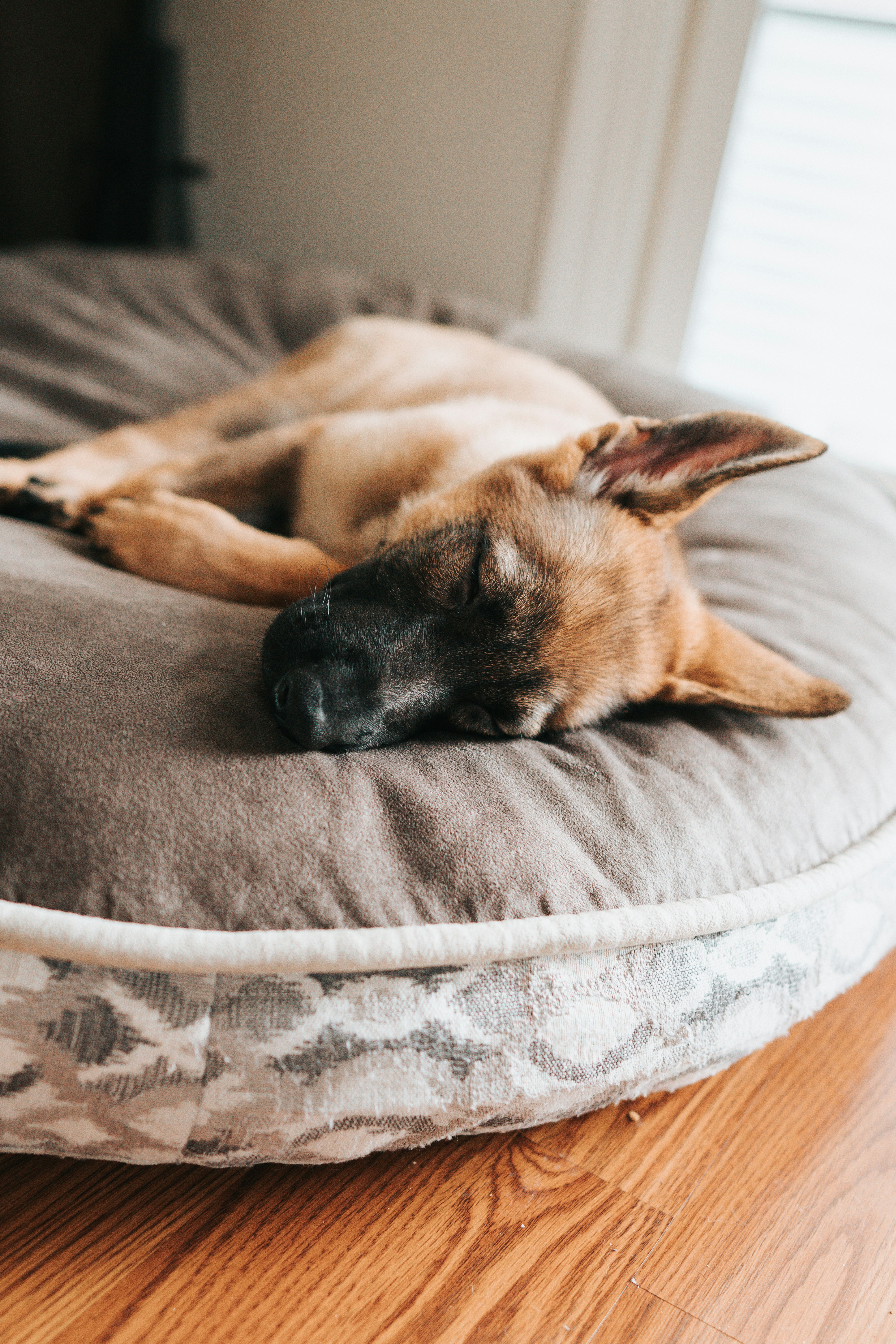 Orthopedic vs Standard Dog Beds: Does Your Dog Need One?