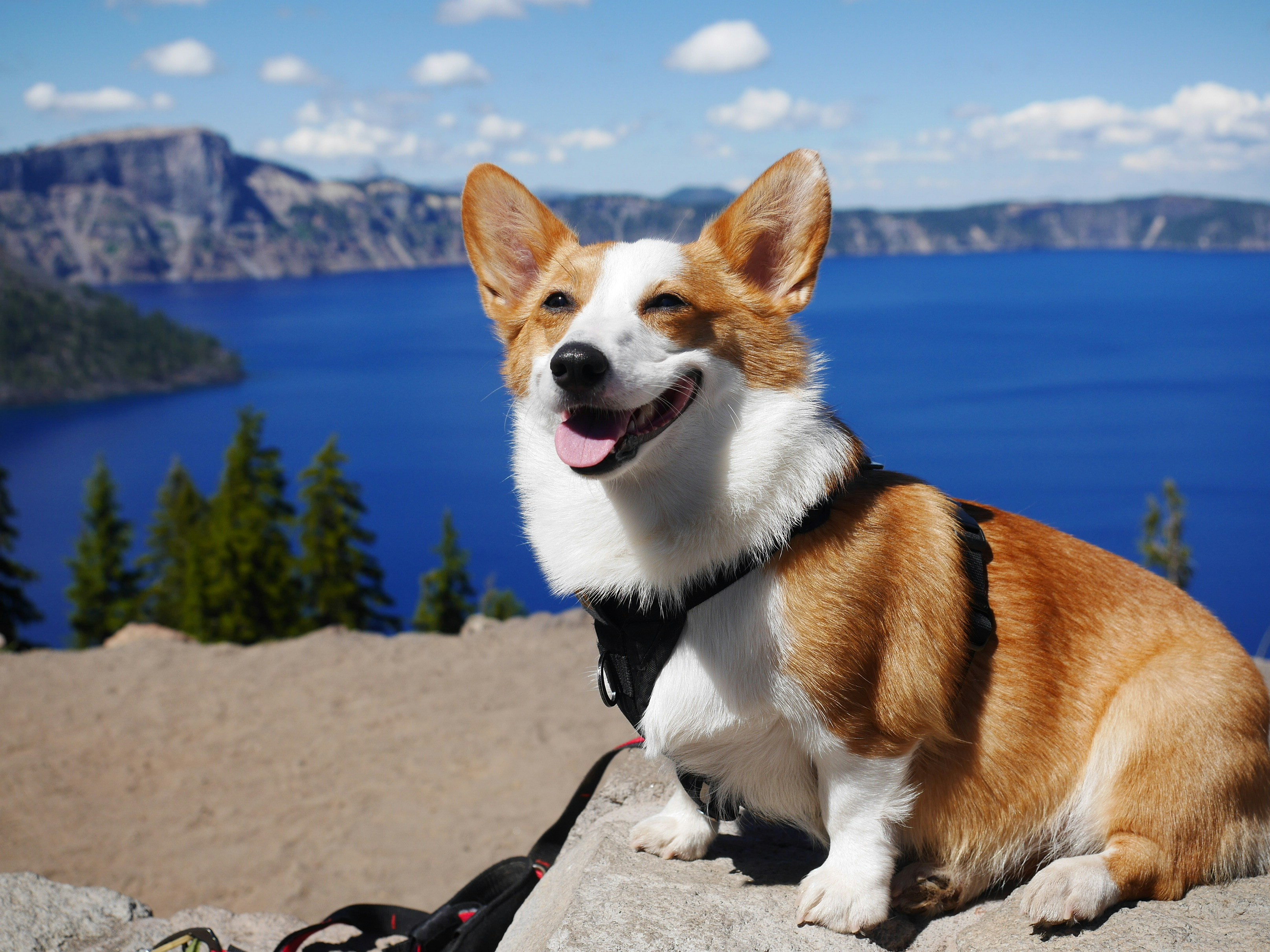Pembroke Welsh Corgi - breed guide and product picks