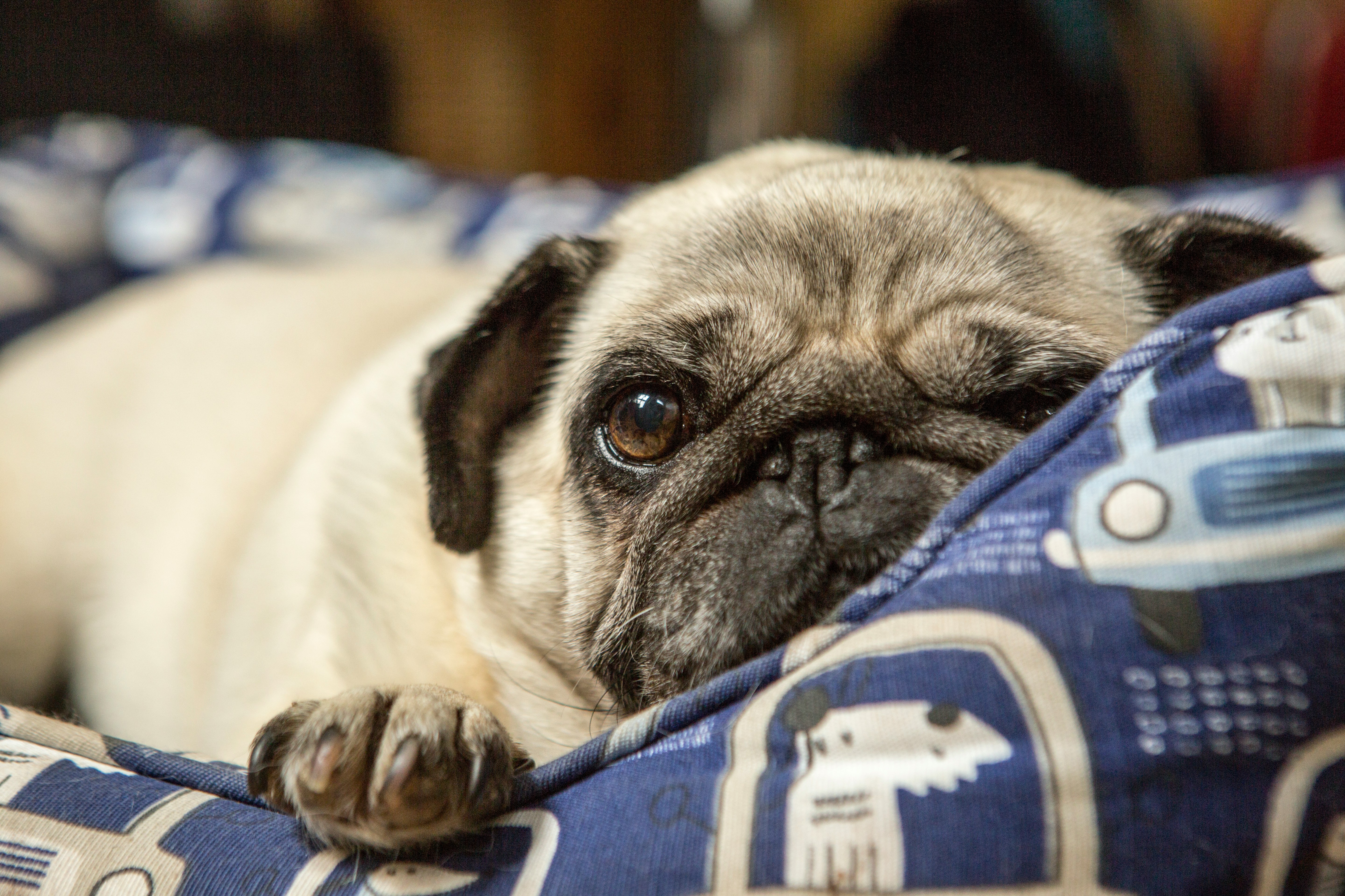 10 Signs Your Dog Needs a Better Bed