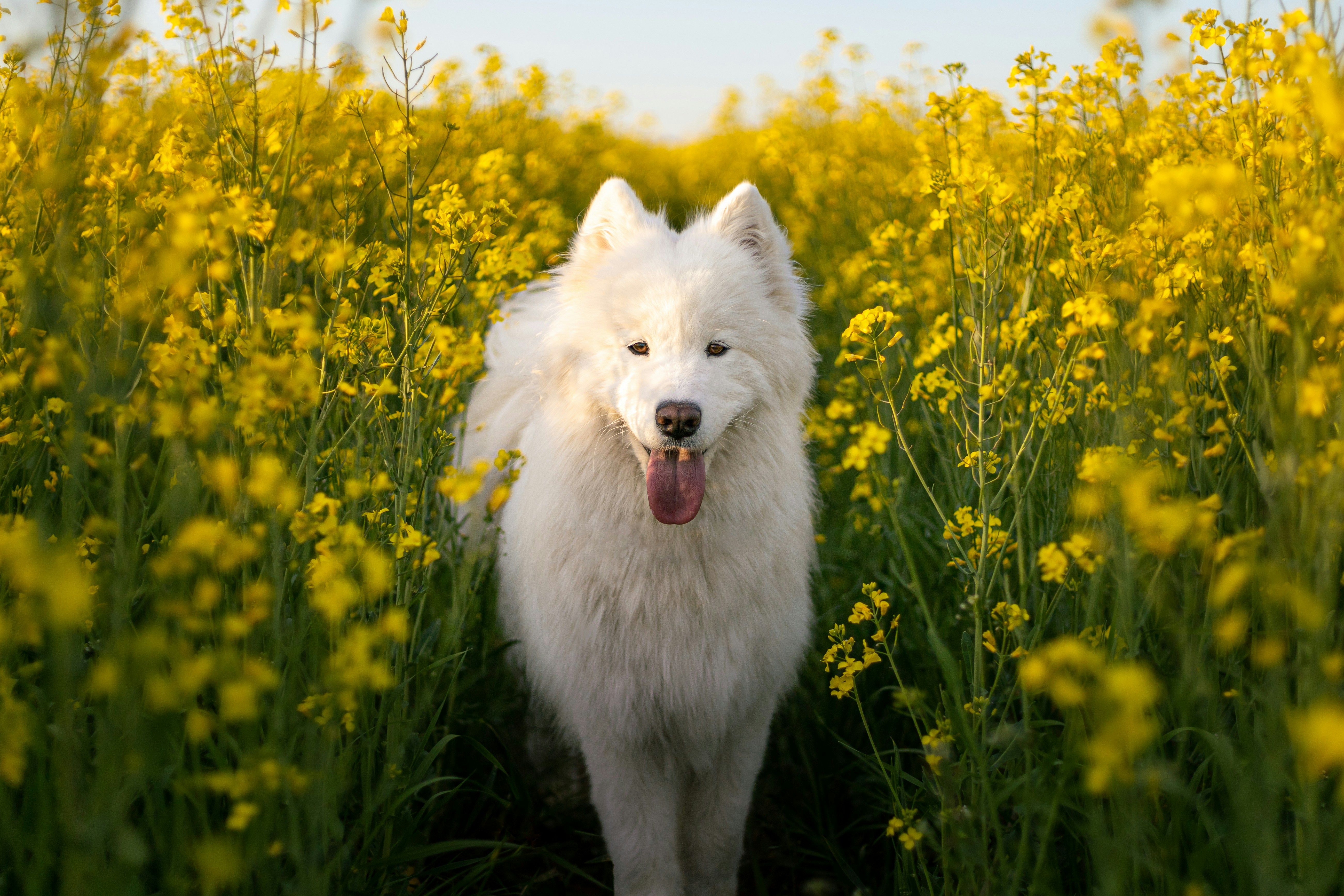 Samoyed - breed guide and grooming tips